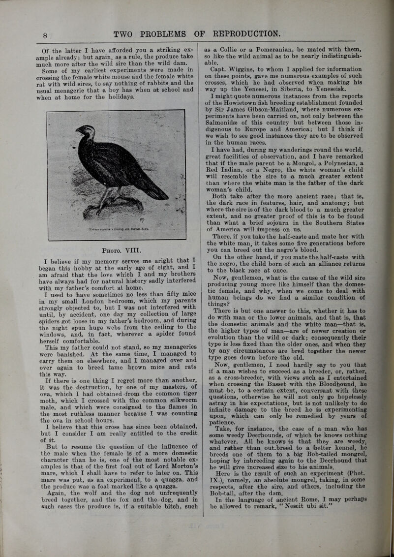 Of the latter I have afforded you a striking ex- ample already; but again, as a rule, the produce take much more after the wild sire than the wild dam. Some of my earliest experiments were made in crossing the female white mouse and the female white rat with wild sires, to say nothing of rabbits and the usual menagerie that a boy has when ait school and when at home for the holidays. Photo. VIII. I believe if my memory serves me aright that I began this hobby at the early age of eight, and I am afraid that the love which I and my brothers have always had for natural history sadly interfered with my father^s comfort at home. I used to have sometimes no less than fifty mice in my small London bedroom, which my parents strongly objected to, but I was not interfered with until, by accident, one day my collection of large spiders got loose in my father^s bedroom, and during the night spun huge webs from the ceiling to the windows, and, in fact, wherever a spider found herself comfortable. This my father could not stand, so my menageries were banished. At the same time, I managed to carry them on elsewhere, and I managed over and over again to breed tame brown mice and rats this way. If there is one thing I regret more than another, it was the destruction, by one of my masters, of ova, which I had obtained *from the common tiger moth, which I crossed with the common silkworm male, and which were consigned to the flames in the most ruthless manner because I was counting the ova in school hours. I believe that this cross has since been obtained, but I consider I am really entitled to the credit of it. But to resume the question of the influence of the male when the female is of a more domestic character than he is, one of the most notable ex- amples is that of the first foal out of Lord Morton's mare, which I shall have to refer to later on. This mare was put, as an experiment, to a quagga, and the produce was a foal marked like a quagga. Again, the wolf and the dog not unfrequently breed together, and the fox and the dog, and in *uch cases the produce is, if a suitable bitch, such as a Collie or a Pomeranian, be mated with them, so like the wild animal as to be nearly indistinguish- able. Capt. Wiggins, to whom I applied for information on these points, gave me numerous examples of such crosses, which he had observed when making his way up the Yenesei, in Siberia, to Yeneseisk. I might quote numerous instances from the reports of the Howietcwn fish breeding establishment founded by Sir James Gibson-Maitland, where numerous ex- periments have been carried on, not only between the Salmonidse of this country but between those in- digenous to Europe and America; but I think if we wish to see good instances they are to be observed in the human races. I have had, during my wanderings round the world, great facilities of observation, and I have remarked that if the male parent be a Mongol, a Polynesian, a Eed Indian, or a Negro, the white woman's child will resemble the sire to a much greater extent than where the white man is the father of the dark woman's child. Both take after the more ancient race; that is, the dark race in features, hair, and anatomy; but where the sire is of the dark blood to a much greater extent, and no greater proof of this is to be found than what a brief sojourn in the Southern States of America will impress on us. There, if you take the half-CEiste and mate her with the white man, it takes some five generations before you can breed out the negro's blood. On the other hand, if you mate the half-caste with the negro, the child born of such an alliance returns to the black race at once. Now, gentlemen, what is the cause of the wild sire producing young more like himself than the domes- tic female, and why, when we come to deal with human beings do we find a similar condition of things ? There is but one answer to this, whether it has to do with man or the lower animals, and that is, that the domestic animals and the white man—^that is, the higher types of man—are of newer creation or evolution than the wild or dark; consequently their type is less fixed than the older ones, and when they by any circumstances are bred together the newer type goes down before the old. Now, gentlemen, I need hardly say to you that if a man wishes to succeed as a breeder, or, rather, as a cross-breeder, with views such as I entertained when crossing the Basset with the Bloodhound, he must be, to a certain extent, conversant with these questions, otherwise he will not only go hopelessly astray in his expectations, but is not unlikely to do infinite damage to the breed he is experimenting upon, which can only be remedied by years of patience. Take, for instance, the case of a man who has some weedy Deerhounds, of which he knows nothing whatever. All he knows is that they are weedy, and rather than out-breed to a better kennel, he breeds one of them to a big Bob-tailed mongrel, hoping by inbreeding ^ain to the Deerhound that he will give increased size to his animals. Here is the result of such an experiment (Phot. IX.), namely, an absolute mongrel, taking, in some respects, after the sire, and others, including the Bob-tail, after the dam. In the language of ancient Rome, I may perhaps be allowed to remark, ^^Nescit ubi sit.