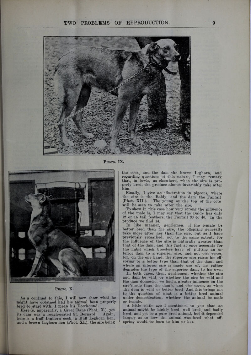 Photo. IX. Photo. X. As a contrast to this, I will now show what he migrht have obtained had his animal been properly bred to start with, I mean his Deerhound. Here cs, apparently, a Great Dane (Phot. X.), yet its dam was a rough-cdated St. Bernard. Again, here is a Buif Leghorn cock, a Buff Leghorn hen, and a brown Leghorn hen (Phot. XI.), the sire being the cock, and the dam the brown Leghorn, and regarding questions of this nature, I may remark that, in fowls, as elsewhere, when the sire is pro- perly bred, the produce almost invariably take after him. Finally, I give an illustration in pigeons, where the ©ire is the Baldy, and the dam the Fantail (Phot. XII.). The young on the top of the cote will be seen to take after the sire. To show in this case how very strong the influence of the male is, I may say that the lialdy has only 12 or 14 tail feathers, the Fantail 30 to 40. In the produce we find 14. In like manner, gentlemen, if the female b« better bred than the sire, the offspring generally takei more after her than the sire, but as I have previously remarked, not to the same extent, for the influence of the sire is naturally greater than that of the dam, and this fact at once accounts for the habit which breeders have of putting an in- ferior dam to a superior sire, and not vice versa, for, on the one hand, the superior sire raises his off- spring to a better type than that of the dam, and where an inferior sire is made use of, he rather degrades the type of the superior dam, to his own. In both cases, then, gentlemen, whether the sire and dam be wild, or whether the sire be wild and the dam domestic, we find a greater influence on the siren’s side than the dam’s, and vice versa, as when the dam is wild or better bred- And this brings me to the question of what is a better bred animal under domestication, whether the animal be male or female. A little while ago I mentioned to you that an animal might be highly bred, well bred, and badly bred, and yet be a pure bred animal, but it depended largely as to how the animal was bred what off- spring would be born to him or her.