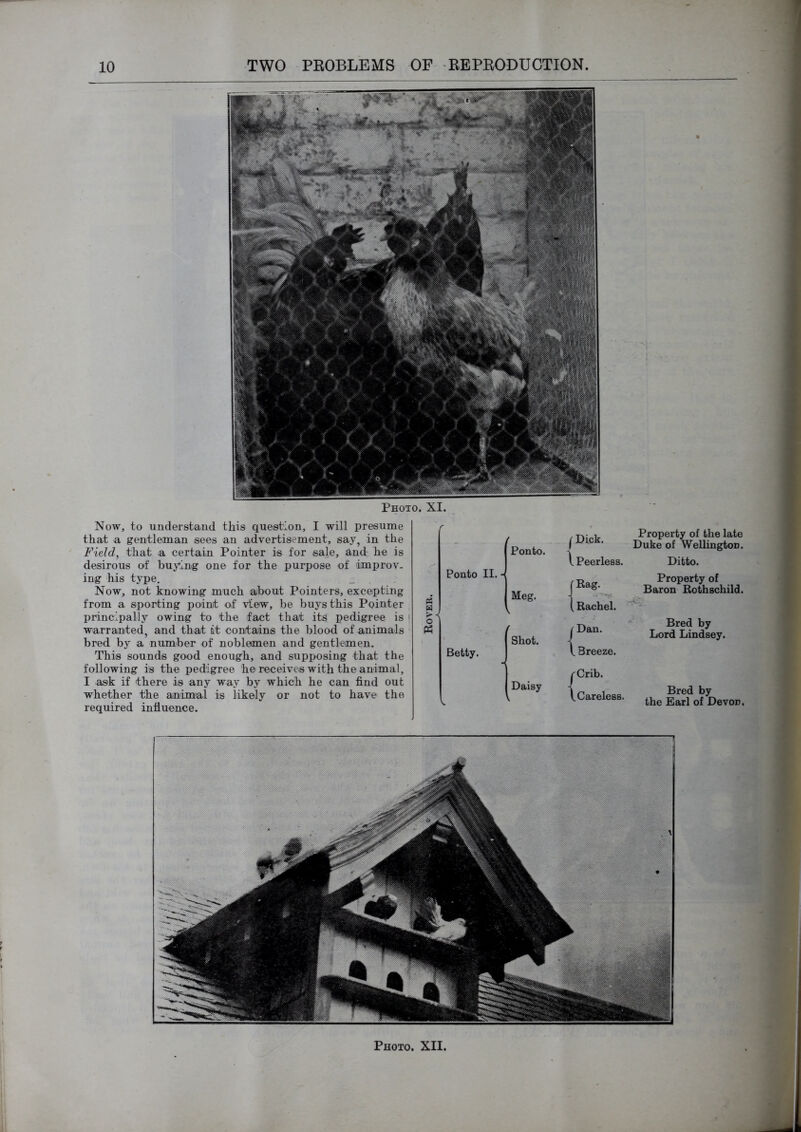 Photo. XI. Now, to understand this question, I will presume that a gentleman sees an advertisement, say, in the Field, that a certain Pointer is for sale, and he is desirous of buying one for the purpose of improv. ing his type. _ . Now, not knowing much about Pointers, excepting from a sporting poiiut of view, be buys this Pointer principally owing to the fact that its pedigree is warranted, and that it contains the blood of animals bred by a number of noblemen and gentlemen. This sounds good enough, and supjjosing that the following is the pedigree he receives with the animal, I ask if there is any way by which he can find out whether the animal is likely or not to have the required influence. r Ponto. Ponto II. - Betty. Meg. Shot. Daisy I' Dick. \ Peerless. Property of the late Duke of Wellington. Ditto. 1 { { Bag. - Rachel. Dan. Breeze. Crib. Careless. Property of Baron Rothschild. Bred by Lord Lindsey. Bred by the Earl of Devon.