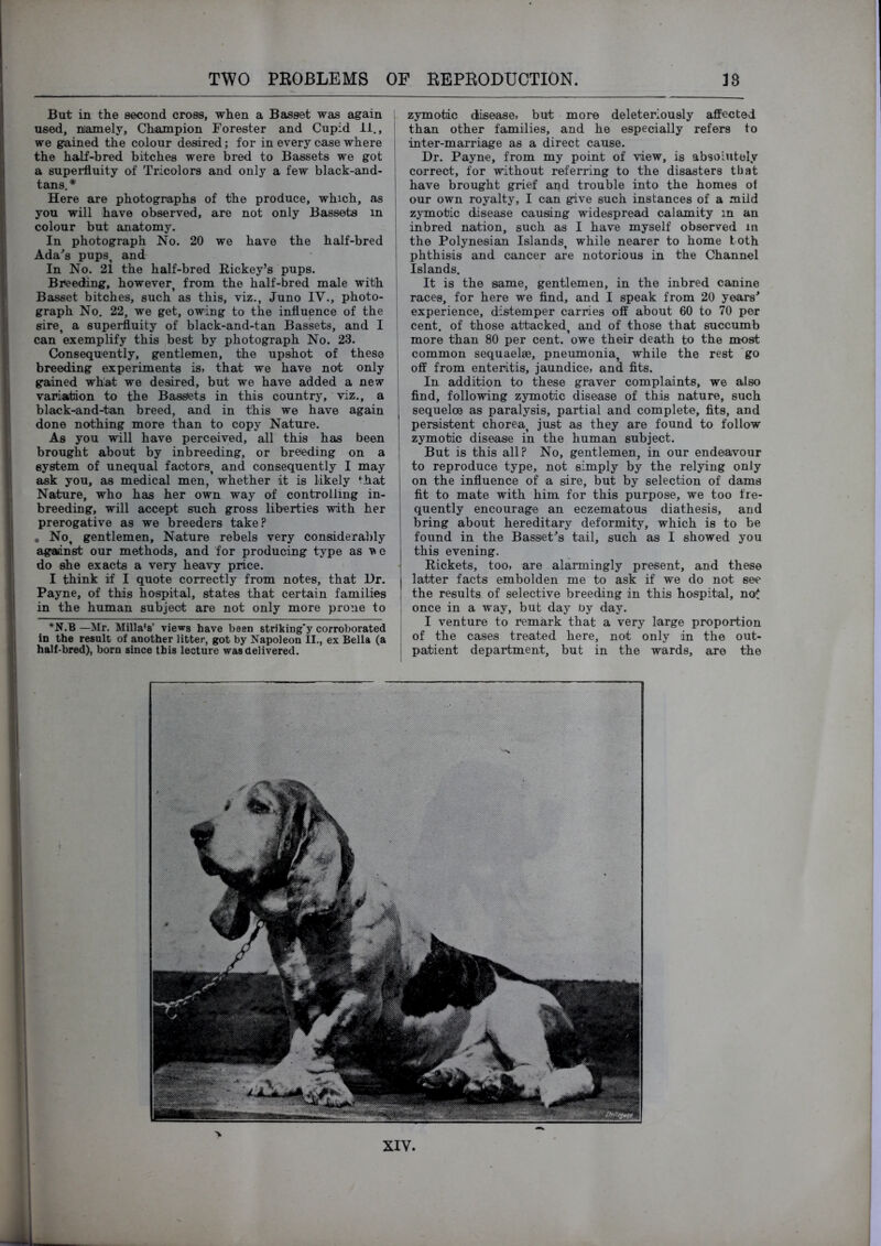 But in the second cross, when a Basset was again used, namely. Champion Forester and Cupid 11., we gained the colour desired; for in every case where the half-bred bitches were bred to Bassets we got a superfluity of Tricolors and only a few black-and- tans. * Here are photographs of the produce, which, as you will have observed, are not only Bassets in colour but anatomy. In photograph No. 20 we have the half-bred Ada's pups, and In No. 21 the half-bred Eickey’s pups. Breeding, however, from the half-bred male with Basset bitches, such as this, viz., Juno IV., photo- graph No. 22, we get, owing to the influence of the sire, a superfluity of black-and-tan Bassets, and I can exemplify this best by photograph No. 23. Consequently, gentlemen, the upshot of these breeding experiments is. that we have not only gained what we desired, but we have added a new variatrion to the Bassets in this country, viz., a black-and-tan breed, and in this we have again done nothing more than to copy Nature. As you will have perceived, all this has been brought about by inbreeding, or breeding on a system of unequal factors, and consequently I may ask you, as medical men, whether it is likely *^hat Nature, who has her own way of controlling in- breeding, will accept such gross liberties with her prerogative as we breeders take? • No, gentlemen. Nature rebels very considerably against our methods, and for producing type as v c do she exacts a very heavy price. I think if I quote correctly from notes, that Dr. Payne, of this hospital, states that certain families in the human subject are not only more prone to *N.B —Mr. Milla’s’ views have been striking’y corroborated in the result of another litter, got by Napoleon II., ex Bella (a half-bred), born since this lecture was delivered. ; zymotic disease, but more deleterlously affected i than other families, and he especially refers to ! inter-marriage as a direct cause. Dr. Payne, from my point of view, is absoiutel.v I correct, for without referring to the disasters tliat I have brought grief and trouble into the homes ot i cur own royalty, I can give such instances of a mild zymotic disease causing widespread calamity in an j inbred nation, such as I have myself observed in j the Polynesian Islands, while nearer to home toth I phthisis and cancer are notorious in the Channel Islands. I It is the same, gentlemen, in the inbred canine races, for here we find, and I speak from 20 years' ; experience, distemper carries off about 60 to 70 per cent, of those attacked, and of those that succumb more than 80 per cent, owe their death to the most common sequaelae, pneumonia, while the rest go off from enteritis, jaundice, and fits. In addition to these graver complaints, we also i find, following zymotic disease of this nature, such j sequeloe as paralysis, partial and complete, fits, and i persistent chorea, just as they are found to follow I zymotic disease in the human subject. I But is this all? No, gentlemen, in our endeavour to reproduce type, not simply by the relying only j on the influence of a sire, but by selection of dams 1 fit to mate with him for this purpose, we too fre- ! quently encourage an eczematous diathesis, and j bring about hereditary deformity, which is to be I found in the Basset's tail, such as I showed you this evening. Eickets, too, are alarmingly present, and these latter facts embolden me to ask if we do not see the results of selective breeding in this hospital, noC once in a way, but day by day. , I venture to remark that a very large proportion ! of the cases treated here, not only in the out- ! patient department, but in the wards, are the