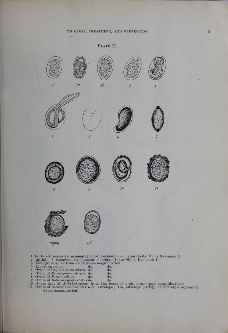 1, la, lb.—Progressive segmentation of Ankylostomum ovum (Leitz Obj. 6, Eye-piece 1) 2. Initial; 3, complete development of embryo (Leitz Obj. 6, Eye-piece 1). 4. Embryo escaping from ovum (same magnification). 5. Empty envelope do. do. 0. Ovum of Oxyuris vermicularis do. do. 7. Ovum of Tricocephalus dispar do. do. 8. Ovum of Taenia solium do. do. 9. Ovum of Bothiiocephalus latus do. do. 10. Ovum (not of Ankylostomum) from the faeces of a pit horse (same magnification). 11. Ovum of Ascaris lumbricoides with envelope ; 11a, envelope partly, lib entirely disappeared (same magnification).