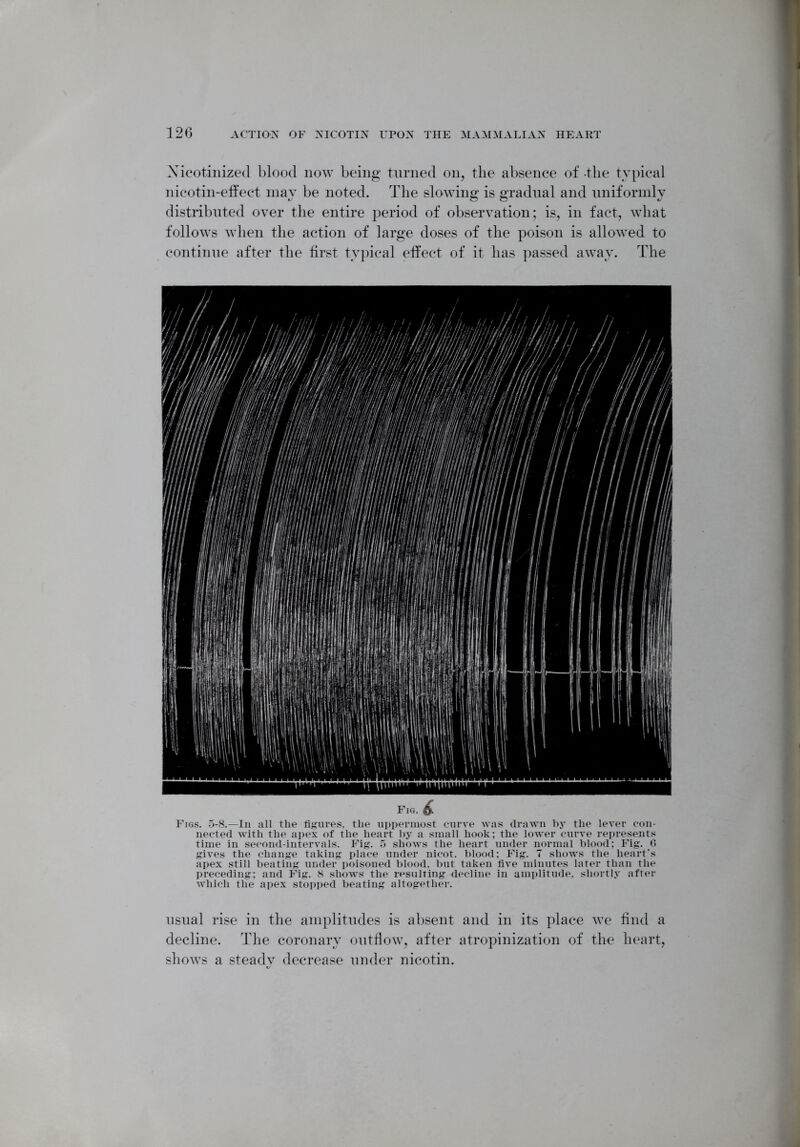 Xicotinized blood now being turned on, the absence of the typical nicotin-effect may be noted. The slowing is gradual and uniformly distributed over the entire period of observation; is, in fact, what follows when the action of large doses of the poison is allowed to continue after the first typical effect of it has passed away. The Fig. 6. Figs. 5-8.—In all the figures, the uppermost curve was drawn by the lever con- nected with the apex of the heart by a small hook; the lower curve represents time in second-intervals. Fig. 5 shows the heart under normal blood; Fig. 6 gives the change taking place under nicot. blood; Fig. 7 shows the heart’s apex still beating under poisoned blood, but taken five minutes later than the preceding; and Fig. 8 shows the resulting decline in amplitude, shortly after which the apex stopped beating altogether. usual rise in the amplitudes is absent and in its place we find a decline. The coronary outflow, after atropinization of the heart, shows a steady decrease under nicotin.
