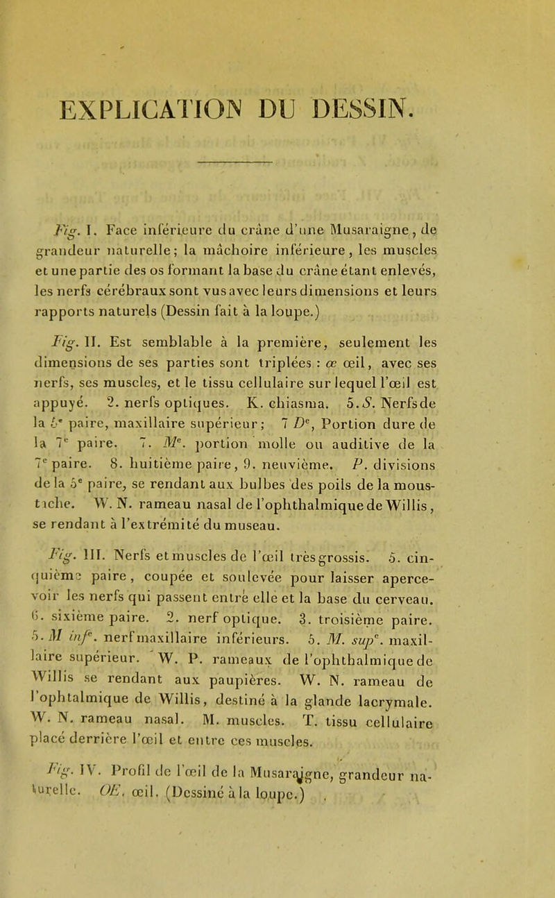 EXPLICAIION DU DESSIN. Fig. 1. Face inférieure du crâne d’une Musaraigne, de grandeur nalurelle; la mâchoire inférieure, les muscles et une partie des os formant la base du crâne étant enlevés, les nerfs cérébraux sont vus avec leurs dimensions et leurs rapports naturels (Dessin fait à la loupe.) lu'g. II, Est semblable à la première, seulement les dimensions de ses parties sont triplées : œ œil, avec ses nerfs, ses muscles, et le tissu cellulaire sur lequel l’œil est appuyé. 2. nerfs optiques. K. chiasma. 5. i'. Nerfs de la è* paire, maxillaire supérieur; T /)'=, Portion dure de la 7' paire. 7. iW®. portion molle ou auditive de la 7® paire. 8. huitième paire, 9. neuvième. P. divisions de la O® paire, se rendant aux bulbes des poils de la mous- tichc. W.N. rameau nasal de l’ophthalmiquede Willis, se rendant à l’extrémité du museau. F/g. 111. Nerfs etmusclesde l’œil irèsgrossis. .5. cin- (|uième paire, coupée et soulevée pour laisser aperce- voir les nerfs qui passent entre elle et la base du cerveau. (). sixième paire. 2. nerf optique. 3. troisième paire. i).M inf. nerf maxillaire inférieurs. 6. M. sujf. maxil- laire supérieur. W. P, rameau.x de l’ophthalmique de Willis se rendant aux paupières. W. N. rameau de I ophtalmique de Willis, destiné à la glande lacrymale. W. N, rameau na.sal. M. muscles. T. tissu cellulaire placé derrière l’œil et entre ces muscles. F/g. IV, Profd de 1 œil de la Musartÿgne, grandeur na- iiurellc. œil. (Dessiné à la loupe.)