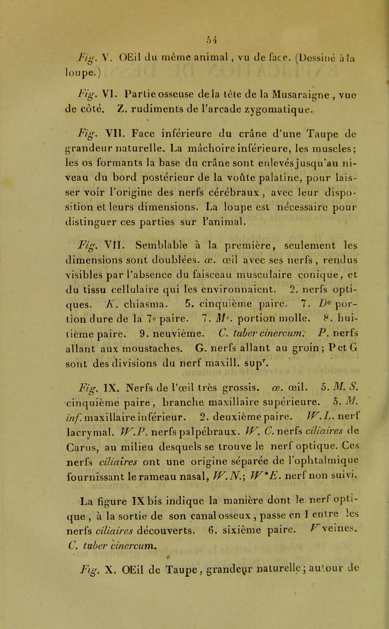 .54 Jug. V. OEil du même animal, vu de face. (Dessine à la loupe.) Fig. VI. Partie osseuse delà tête de la Musaraigne , vue de côté. Z. rudiments de l’arcade zygomatique. Fig. Vil. Face inférieure du crâne d’une Taupe de grandeur naturelle. La mâchoire inférieure, les muscles; les os formants la base du crâne sont enlevésjusqu’^au ni- veau du bord postérieur de la voûte palatine, pour lais- ser voir l’origine des nerfs cérébraux, avec leur dispo- sition et leurs dimensions. La loupe est nécessaire pour distinguer ces parties sur l’animal. Fig. VIL Semblable à la première, seulement les dimensions sont doublées, œ. œil avec ses nerfs , rendus visibles par l’absence du faisceau musculaire conique, et du tissu cellulaire qui les environnaient. 2. nerfs opti- ques. K. chiasma. 5. cinquième paire. 7. por- tion dure de la 7« paire. 7. M''. portion molle. H. hui- tième paire. 9. neuvième. C. tuhevcinercam: jP. nerfs allant aux moustaches. G. nerfs allant au groin; P et G sont des divisions du nerf maxill. sup'. Fig. IX. Nerfs de l’œil très grossis, œ. œil. 5. M. S. cinquième paire, branche maxillaire supérieure, h. M. m/.'maxillaire inférieur. 2. deuxièmepaire. W'.L.ncri lacrymal. ^.P. nerfs palpébraux. IV. C.riQvh ciliaires de Carus, au milieu desquels se trouve le nerf optique. Ce.s nerfs ciliaires ont une origine séparée de l’ophtalmique fournissant le rameau nasal, W.N.\ 1V*E. nerl non suivi, La figure IX bis indique la manière dont le nerf opti- que , à la sortie de son canal osseux , passe en I entre les nerfs ciliaires découverts. 6. sixième paire, /^veines. C. taber cinercum.