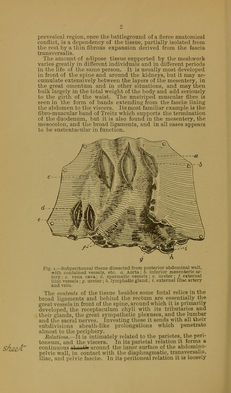 o prevesical region, once the battleground of a fierce anatomical conflict, is a dependency of the tissue, partially isolated from the rest by a thin fibrous expansion derived from the fascia transversalis. The amount of adipose tissue supported by the meshwork varies greatly in different individuals and in different periods in the life of the same person. It is usually most developed in front of the spine and around the kidneys, but it may ac- cumulate extensively between the layers of the mesentery, in the great omentum and in other situations, and may then bulk largely in the total weight of the body and add seriously to the girth of the waist. The unstriped muscular fibre is seen in the form of bands extending from the fasciae lining the abdomen to the viscera. Its most familiar example is the fibro-muscular band of Treitz which supports the termination of the duodenum, but it is also found in the mesentery, the mesocolon, and the broad ligaments, and in all cases appears to be sustentacula!’ in function. sAmA'^ The contents of the tissue besides some foetal relics in the broad ligaments and behind the rectum are essentially the great vessels in front of the spine, around which it is primarily developed, the receptaculum chyli with its tributaries and their glands, the great sympathetic plexuses, and the lumbM and the sacral nerves. Investing these it sends with all their subdivisions sheath-like prolongations which penetrate almost to tlie periphery. Relations.—It is intimately related to the parietes, the peri- toneum, and the viscera. In its parietal relation it forrns a continuous nliTinth-around the inner surface of the abdomino- pelvic wall, in contact with the diaphragmatic, transversalis, iliac, and pelvic fasciae. In its peritoneal relation it is loosely