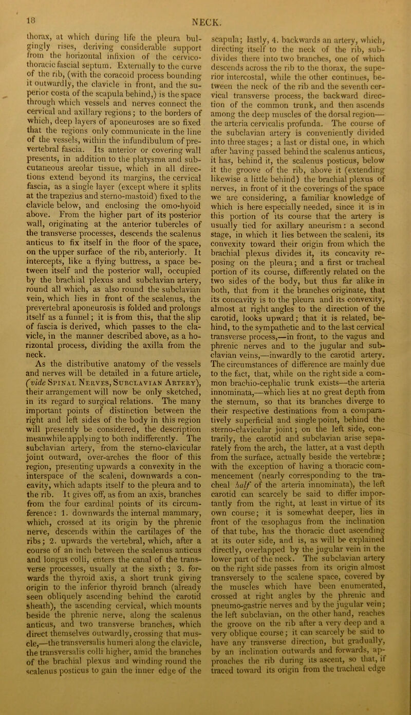 thorax, at which chiving life the pleura bul- gingly rises, deriving considerable support from the horizontal inlixiou of the cervico- thoracic fascial septum. Externally to the curve of the rib, (with the coracoid process bounding it outwardly, the clavicle in front, and the su- perior costa of the scapula behind,) is the space through which vessels and nerves connect the cervical and axillary regions; to the borders of which, deep layers of aponeuroses are so fixed that the regions only communicate in the line of the vessels, within the infundibulum of pre- vertebral fascia. Its anterior or covering wall presents, in addition to the platysma and sub- cutaneous areolar tissue, which in all direc- tions extend beyond its margins, the cervical fascia, as a single layer (except where it splits at the trapezius and sterno-mastoid) fixed to the clavicle below, and enclosing the omo-hyoid above. From the higher part of its posterior wall, originating at the anterior tubercles of the transverse processes, descends the scalenus anticus to fix itself in the floor of the space, on the upper surface of the rib, anteriorly. It intercepts, like a flying buttress, a space be- tween itself and the posterior wall, occupied by the brachial plexus and subclavian artery, round all which, as also round the subclavian vein, which lies in front of the scalenus, the prevertebral aponeurosis is folded and prolongs itself as a funnel; it is from this, that the slip of fascia is derived, which passes to the cla- vicle, in the manner described above, as a ho- rizontal process, dividing the axilla from the neck. As the distributive anatomy of the vessels and nerves will be detailed in a future article, (vide Spinal Nerves, Subclavian Artery), their arrangement will now be only sketched, in its regard to surgical relations. The many important points of distinction between the right and left sides of the body in this region will presently be considered, the description meanwhile applying to both indifferently. The subclavian artery, from the sterno-clavicular joint outward, over-arches the floor of this region, presenting upwards a convexity in the interspace of the scaleni, downwards a con- cavity, which adapts itself to the pleura and to the rib. It gives off, as from an axis, branches from the four cardinal points of its circum- ference : 1. downwards the internal mammary, which, crossed at its origin by the phrenic nerve, descends within the cartilages of the ribs; 2. upwards the vertebral, which, after a course of an inch between the scalenus anticus and longus colli, enters the canal of the trans- verse processes, usually at the sixth; 3. for- wards the thyroid axis, a short trunk giving origin to the inferior thyroid branch (already seen obliquely ascending behind the carotid sheath), the ascending cervical, which mounts beside the phrenic nerve, along the scalenus anticus, and two transverse branches, which direct themselves outwardly, crossing that mus- cle,—thetransversalis humeri along the clavicle, the transversalis colli higher, amid the branches of the brachial plexus and winding round the scalenus posticus to gain the inner edge of the scapula; lastly, 4. backwards an artery, which, directing itself to the neck of the rib, sub- divides there into two branches, one of which descends across the rib to the thorax, the supe- rior intercostal, while the other continues, be- tween the neck of the rib and the seventh cer- vical transverse process, the backward direc- tion of the common trunk, and then ascends among the deep muscles of the dorsal region— the arteria cervicalis profunda. The course of the subclavian artery is conveniently divided into three stages; a last or distal one, in which after having passed behind the scalenus anticus, it has, behind it, the scalenus posticus, below it the groove of the rib, above it (extending likewise a little behind) the brachial plexus of nerves, in front of it the coverings of the space we are considering, a familiar knowledge of which is here especially needed, since it is in this portion of its course that the artery is usually tied for axillary aneurism: a second stage, in which it lies between the scaleni, its convexity toward their origin from which the brachial plexus divides it, its concavity re- posing on the pleura; and a first or tracheal portion of its course, differently related on the two sides of the body, but thus far alike in both, that from it the branches originate, that its concavity is to the pleura and its convexity, almost at right angles to the direction of the carotid, looks upward; that it is related, be- hind, to the sympathetic and to the last cervical transverse process,—in front, to the vagus and phrenic nerves and to the jugular and sub- clavian veins,—inwardly to the carotid artery. The circumstances of difference are mainly due to the fact, that, while on the right side a com- mon brachio-cephalic trunk exists—the arteria innominata,—which lies at no great depth from the sternum, so that its branches diverge to their respective destinations from a compara- tively superficial and single point, behind the sterno-clavicular joint; on the left side, con- trarily, the carotid and subclavian arise sepa- fately from the arch, the latter, at a vast depth from the surface, actually beside the vertebrae; with the exception of having a thoracic com- mencement (nearly corresponding to the tra- cheal half of the arteria innominata), the left carotid can scarcely be said to differ impor- tantly from the right, at least in virtue of its own course; it is somewhat deeper, lies in front of the oesophagus from the inclination of that tube, has the thoracic duct ascending at its outer side, and is, as will be explained directly, overlapped by the jugular vein in the lower part of the neck. The subclavian artery on the right side passes from its origin almost transversely to the scalene space, covered by the muscles which have been enumerated, crossed at right angles by the phrenic and pneumo-gastric nerves and by the jugular vein; the left subclavian, on the other hand, reaches the groove on the rib after a very deep and a very oblique course; it can scarcely be said to have any transverse direction, but gradually, by an inclination outwards and forwards, ap- proaches the rib during its ascent, so that, if traced toward its origin from the tracheal edge