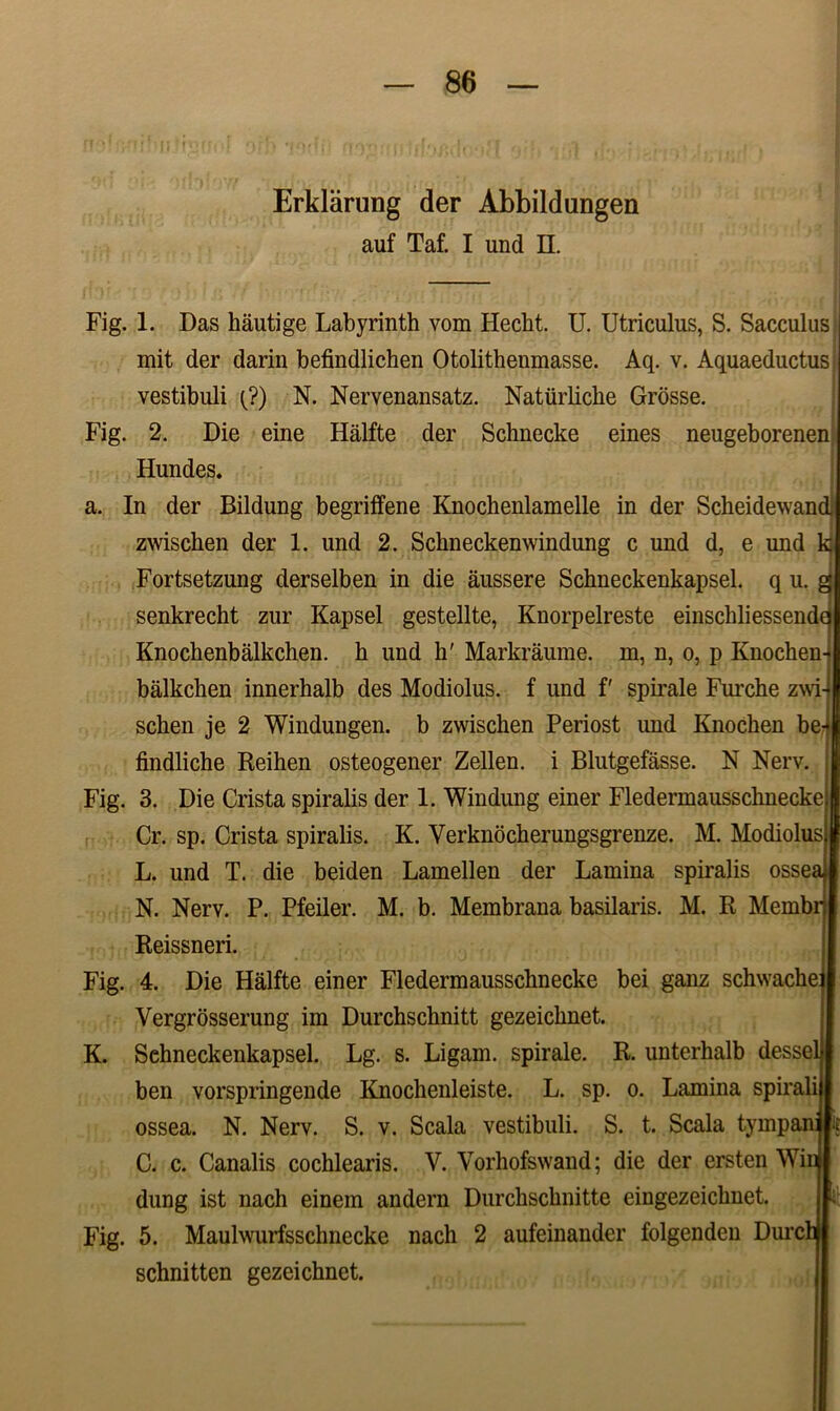 Erkliirung der Abbildungen auf Taf. I und II. Fig. 1. Das hautige Labyrinth vom Hecht. U. Utriculus, S. Sacculus mit der darin befindlichen Otolithenmasse. Aq. v. Aquaeductus vestibuli (?) N. Nervenansatz. Natiirlicke Grosse. Fig. 2. Die eine Halfte der Schnecke eines neugeborenen Hundes. a. In der Bildung begriffene Knochenlamelle in der Scheidewand. zwischen der 1. und 2. Schneckenwindung c und d, e und Fortsetzung derselben in die aussere Schneckenkapsel. q u. senkrecht zur Kapsel gestellte, Knorpelreste einschliessende Knochenbalkchen. h und h' Markraume. m, n, o, p Knochen- balkchen innerhalb des Modiolus, f und f' spirale Furche zwi- schen je 2 Windungen. b zwischen Periost und Knochen be findliche Reihen osteogener Zellen. i Blutgefasse. N Nerv. Fig. 3. Die Crista spiralis der 1. Windung einer Fledermausschneckej Cr. sp. Crista spiralis. K. Verknbcherungsgrenze. M. Modiolus L. und T. die beiden Lamellen der Lamina spiralis ossea* N. Nerv. P. Pfeiler. M. b. Membrana basilaris. M. R Membri Reissneri. Fig. 4. Die Halfte einer Fledermausschnecke bei ganz schwache Vergrosserung im Durchschnitt gezeichnet. K. Schneckenkapsel. Lg. s. Ligam, spirale. R. unterhalb desselj ben vorspringende Knochenleiste. L. sp. o. Lamina spirali ossea. N. Nerv. S. v. Scala vestibuli. S. t. Scala tyinpan; C. c. Canalis cochlearis. V. Vorhofswand; die der ersten Win dung ist nach einem andern Durchschnitte eingezeichnet. Fig. 5. Maulwurfsschnecke nach 2 aufeinander folgenden Durchj schnitten gezeichnet.