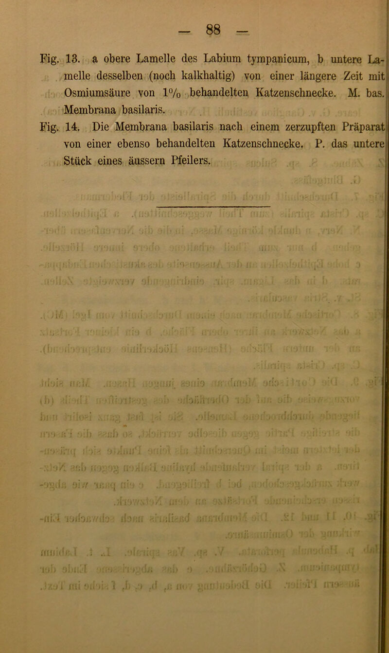 Fig. 13. a obere Lamelle des Labium tympanicum, b untere La- melle desselben (noch kalkhaltig) von einer langere Zeit mit: Osmiumsaure von 1% behandelten Katzenschnecke. M. basj Membrana basilaris. Fig. 14. Die Membrana basilaris nack einem zerzupften Praparat von einer ebenso behandelten Katzenschnecke. P. das untere, Stiick eines aussern Pfeilers. i .Y:;>7 0L if .ii/i • i i i > M 'in' • :? /*: :v i::*) t'i ' .(fili Ii'*'; i<. i i' - ’ ■; ii) l'1'i a‘JOi ' libr-. iu:i/. . L’.* i tu h-.xiio th) ■ *jli/il i'. • i)i ri -ido»! i- i;i ••':*> : ■.i) if ; ,] ;'i.: ~‘.f> ih({ ib:' •'j'ii : ; I -idoVl U;l» Ii >;. ‘>I’ 'i i i . ‘i: U *.uji ; ni' • Jr.; r i y /* f .JltUV/iN : 'ifX i i! ‘ ■ -y li , f,; > ili -nivi liidoiiv/if:) ifaia [i •. 'i -il■ 'O JHIlidc.l .t .-.1 .'MI •: •••: ; . / •' • 1 : Tii; Obiul 'i > • !j. ;ii •) . iii i;v\ibij .\ ' . I. j, . ) .if iit. • ’;i r? • • >f >■ >i L 111 *» i '.01 IUI IIT)-