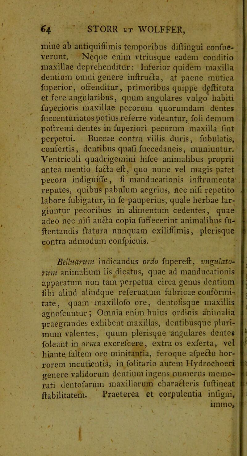 / 64 5T0RR tT WOLFFER, mine ab antiquiffimis temporibus diftingui confue- verunt. Neque enim vtriusque eadem conditio maxillae deprehenditur: Inferior quidem maxilla dentium omni genere inftrutla, at paene mutica fuperior, offenditur, primoribus quippe deftituta et fere angularibus, quum angulares vulgo habiti fuperioris maxillae pecorum quorumdam dentes fuccenturiatos potius referre videantur, foli demum poftremi dentes in fuperiori pecorum maxilla fmt perpetui. Buccae contra villis duris, fubulatis, confertis, dentibus quali fucceaaneis, muniuntur. Ventriculi quadrigemini hifce animalibus proprii antea mentio fafta eft, quo nunc vel magis patet pecora indigniffe, li manducationis inftrumenta reputes, quibus pabulum aegrius, nec nili repetito labore fubigatur, in fe pauperius, quale herbae lar- giuntur pecoribus in alimentum cedentes, quae adeo nec nili au£bi copia fuffecerint animalibus fu- ftentandis ftatura nunquam exiliffimis, plerisque contra admodum confpicuis. Bclluarum indicandus ordo fupereft, vngulato- rmii animalium iis dicatus, quae ad manducationis apparatum non tam perpetua circa genus dentium libi aliud aliudque referuatum fabricae conformi- tate, quam maxillofo ore, dentolisque maxillis agnofcuntur; Omnia enim huius ordinis animalia praegrandes exhibent maxillas, dentibusque pluri- mum valentes, quum plerisque angulares dentes foleant in arma excrefcere, extra os exferta, vel hiante faltem ore minitantia, feroque afpeftu hor- rorem incutientia, in folitario autem Hydrochoeri genere validorum dentium ingens numerus memo- rati dentofarum maxillarum chara£teris fuftineat Habilitatem. Praeterea et corpulentia infigni, , ‘ - immo>