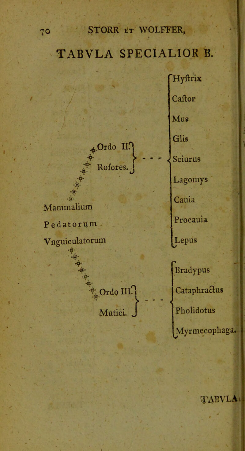 TABVLA SPECIALIOR B. Hyftrix Caftor 4 Ordo Rofores, j # Mammalium Pedatorum Vnguiculatorum -a- ✓ ♦ n.. 'V +. Ordo III Mutici 3 m. i ici. J Mus Glis < Sciurus Lagomys Cauia Procauia Ij^epus Bradypus Cataphraftus Pholidotus Myrmecophaga.