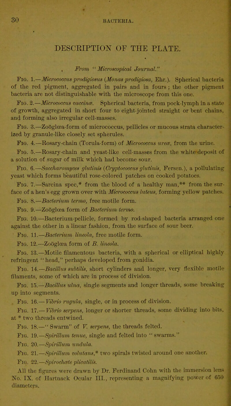 DESCEIPTION OF THE PLATE. . From “Microscopical Journal.” Fig. 1.—Micrococcus prodigiosus {Monas prodigiosa, Ehr.). Spherical bacteria of the red pigment, aggregated in pairs and in fours ; the other pigment bacteria are not distinguishable with the microscope from this one. Fig. 2.—Micrococcus vaccinoe. Spherical bacteria, from pock-lymph in a state of growth, aggregated in short four to eight-jointed straight or bent chains, and forming also irregular cell-masses. Fig. 3.—Zobglcea-form of micrococcus, pellicles or mucous strata character- ized by granule-like closely set spherules. Fig. 4.—Rosary-chain (Torula-form) of Micrococcus urece, from the urine. Fig. 5.—Rosary-chain and yeast-like cell-masses from the white-deposit of a solution of sugar of milk which had become sour. Fig. 6.—Sacclmromyces glutinis {Gryptococcus glutinis, Fersen.), a pullulating yeast which forms beautiful rose-colored patches on cooked potatoes. Fig. 7.—Sarcina spec,* from the blood of a healthy man,** from the sur- face of a hen’s egg grown over with Micrococcus luteus, forming yellow patches. Fig. 8.—Bactenum termo, free motile form. Fig. 9.—ZoOgloea form of Bacterium termo. Fig. 10.—Bacterium-pellicle, formed by rod-shaped bacteria arranged one against the other in a linear fashion, from the surface of sour beer. Fig. 11.—Bactenum lineola, free motile form. Fig. 12.—Zoogloea form of B. lineola. Fig. 13.—Motile filamentous bacteria, with a spherical or elliptical highly refringent “head,” perhaps developed from gonidia. Fig. 14.—Bacillus subtilis, short cylinders and longer, very flexible motile filaments, some of which are in process of division. Fig. 15.—Bacillus ulna, single segments and longer threads, some breaking up into segments. Fig. 16.—Vibrio rugula, single, or in process of division. Fig. 17.— Vibrio serpens, longer or shorter threads, some dividing into bits, at * two threads entwined. Fig. 18.—“ Swarm” of V. seipens, the threads felted. Fig. 19.—Spirillum tenue, single and felted into “ swarms.” Fig. 20.—SpinUum undula. Fig. 21.—Spirillum volutans,* two spirals twisted around one another. Fig. 22.—Spirocluete plicatilis. All the figures were drawn by Dr. Ferdinand Cohn with the immersion lens No. IX. of Hartnack Ocular III., representing a magnifying power of GoO diameters.