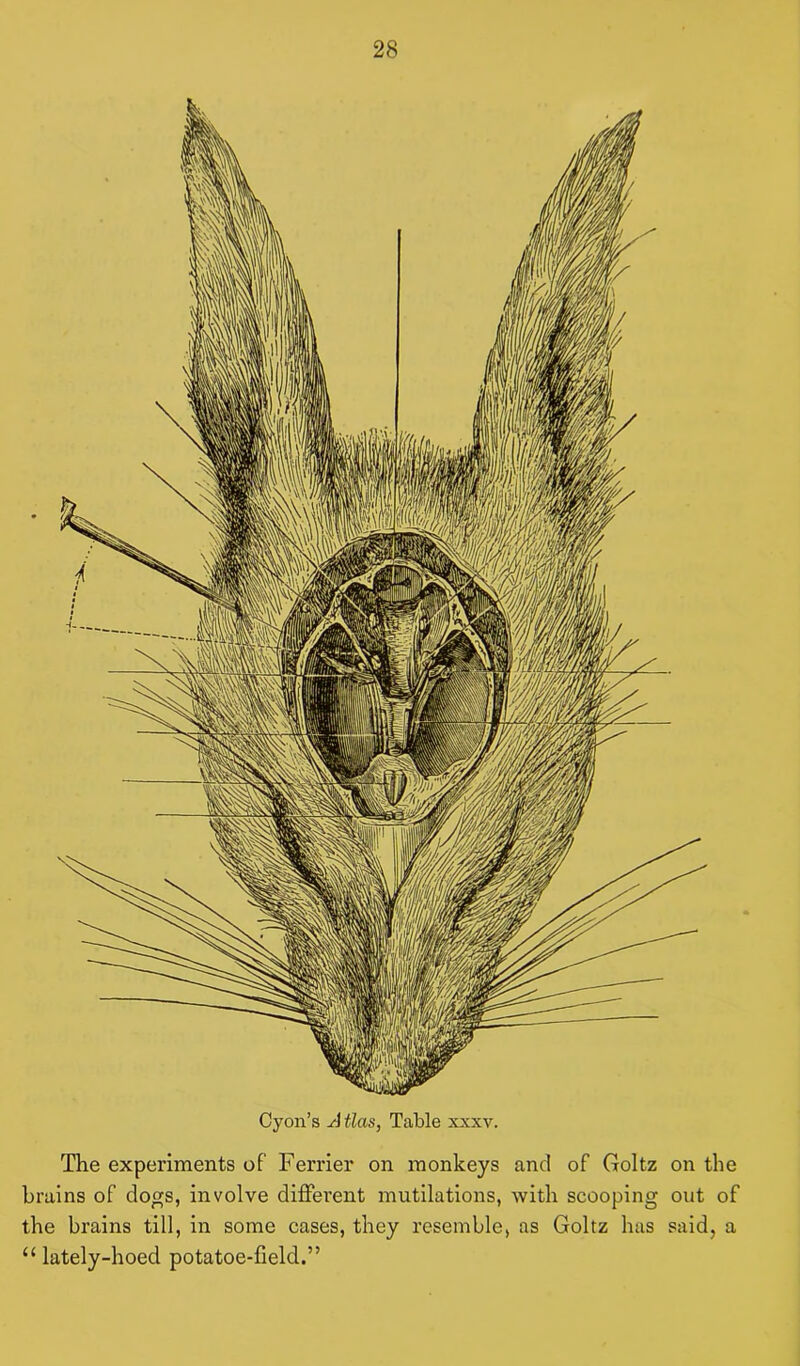 Cyon’s A tlas, Table xxxv. The experiments of Ferrier on monkeys and of Goltz on the brains of dogs, involve different mutilations, with scooping out of the brains till, in some cases, they resemble, as Goltz has said, a “ lately-hoecl potatoe-fielcl.”