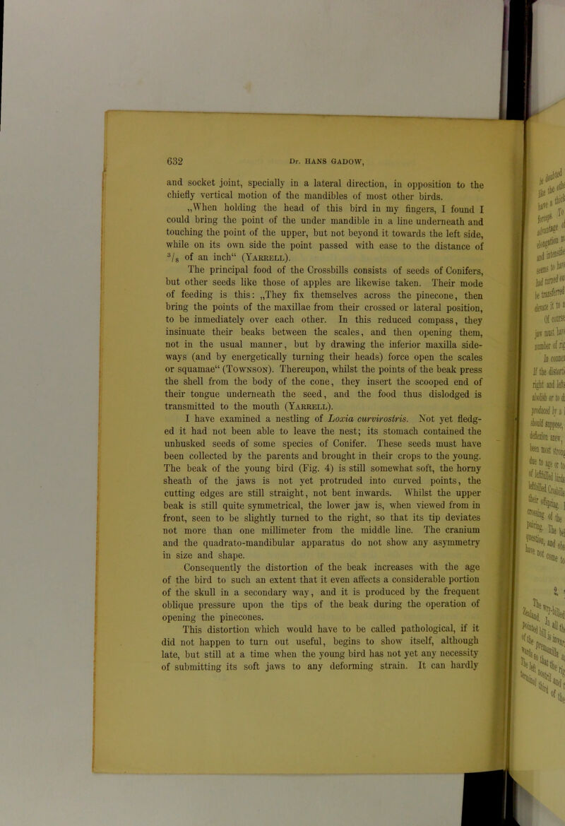 anti socket joint, specially in a lateral direction, in opposition to the chiefly vertical motion of the mandibles of most other birds. „When holding the head of this bird in my fingers, I found I could bring the point of the under mandible in a line underneath and touching the point of the upper, but not beyond it towards the left side, while on its own side the point passed with ease to the distance of 3/8 of an inch11 (Yarrell). The principal food of the Crossbills consists of seeds of Conifers, but other seeds like those of apples are likewise taken. Their mode of feeding is this: „They fix themselves across the pinecone, then bring the points of the maxillae from their crossed or lateral position, to be inmediately over each other. In this reduced compass, they insinuate their beaks between the scales, and then opening them, not in the usual manner, but by drawing the inferior maxilla side- ways (and by energetically turning their heads) force open the scales or squamae11 (Townson). Thereupon, whilst the points of the beak press the shell from the body of the cone, they insert the scooped end of their tongue underneath the seed, and the food thus dislodged is transmitted to the mouth (Yarrell). I have examined a nestling of Loxia curvirosiris. Not yet fledg- ed it had not been able to leave the nest; its stomach contained the unhusked seeds of some species of Conifer. These seeds must have been collected by the parents and brought in their crops to the young. The beak of the young bird (Fig. 4) is still somewhat soft, the horny sheath of the jaws is not yet protruded into curved points, the cutting edges are still straight, not bent inwards. Whilst the upper beak is still quite symmetrical, the lower jaw is, when viewed from in front, seen to be slightly turned to the right, so that its tip deviates not more than one millimeter from the middle line. The cranium and the quadrato-mandibular apparatus do not show any asjunmetry in size and shape. Consequently the distortion of the beak increases with the age of the bird to such an extent that it even affects a considerable portion of the skull in a secondary way, and it is produced by the frequent oblique pressure upon the tips of the beak during the operation of opening the pinecones. This distortion which would have to be called pathological, if it did not happen to turn out useful, begins to show itself, although late, but still at a time when the young bird has not yet any necessity of submitting its soft jaws to any deforming strain. It can hardly