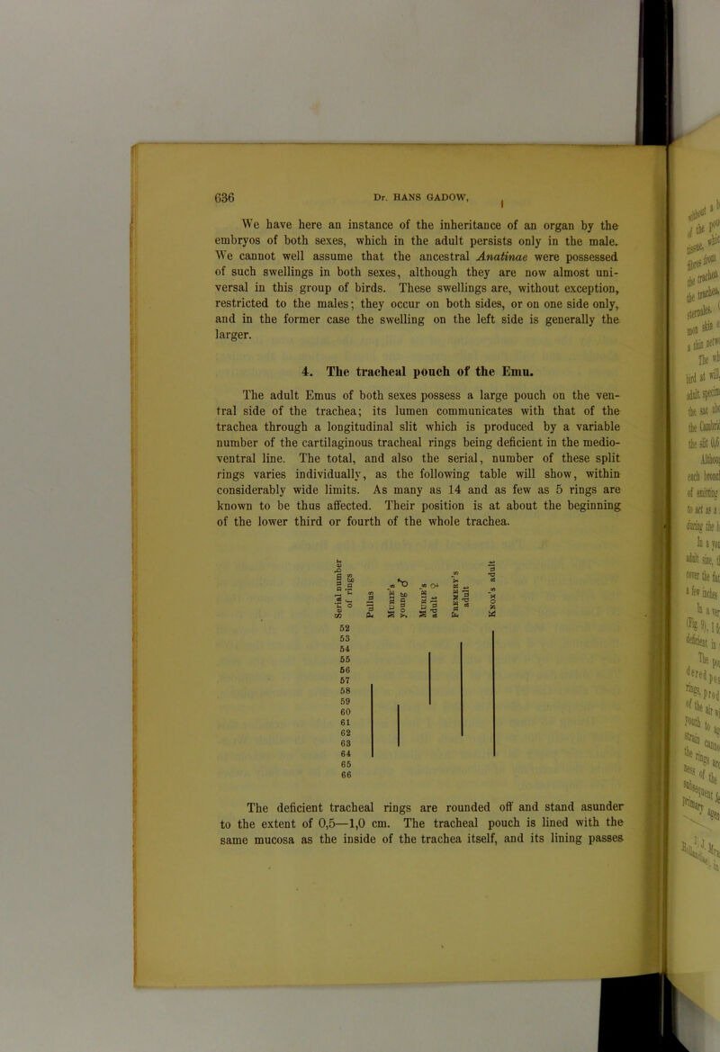 I We have here an instance of the inheritance of an organ by the embryos of both sexes, which in the adult persists only in the male. We cannot well assume that the ancestral Anatinae were possessed of such swellings in both sexes, although they are now almost uni- versal in this group of birds. These swellings are, without exception, restricted to the males; they occur on both sides, or on one side only, and in the former case the swelling on the left side is generally the larger. 4. The tracheal pouch of the Emu. The adult Emus of both sexes possess a large pouch on the ven- tral side of the trachea; its lumen communicates with that of the trachea through a longitudinal slit which is produced by a variable number of the cartilaginous tracheal rings being deficient in the medio- ventral line. The total, and also the serial, number of these split rings varies individually, as the following table will show, within considerably wide limits. As many as 14 and as few as 5 rings are known to be thus affected. Their position is at about the beginning of the lower third or fourth of the whole trachea. -o £ <~ £ o 03 w 52 53 54 55 56 57 58 59 60 61 62 63 64 65 66 CO 3 3 cl. <0*0 B I § jo o+ « 3 ci CO O S5 The deficient tracheal rings are rounded off and stand asunder to the extent of 0,5—1,0 cm. The tracheal pouch is lined with the same mucosa as the inside of the trachea itself, and its lining passes