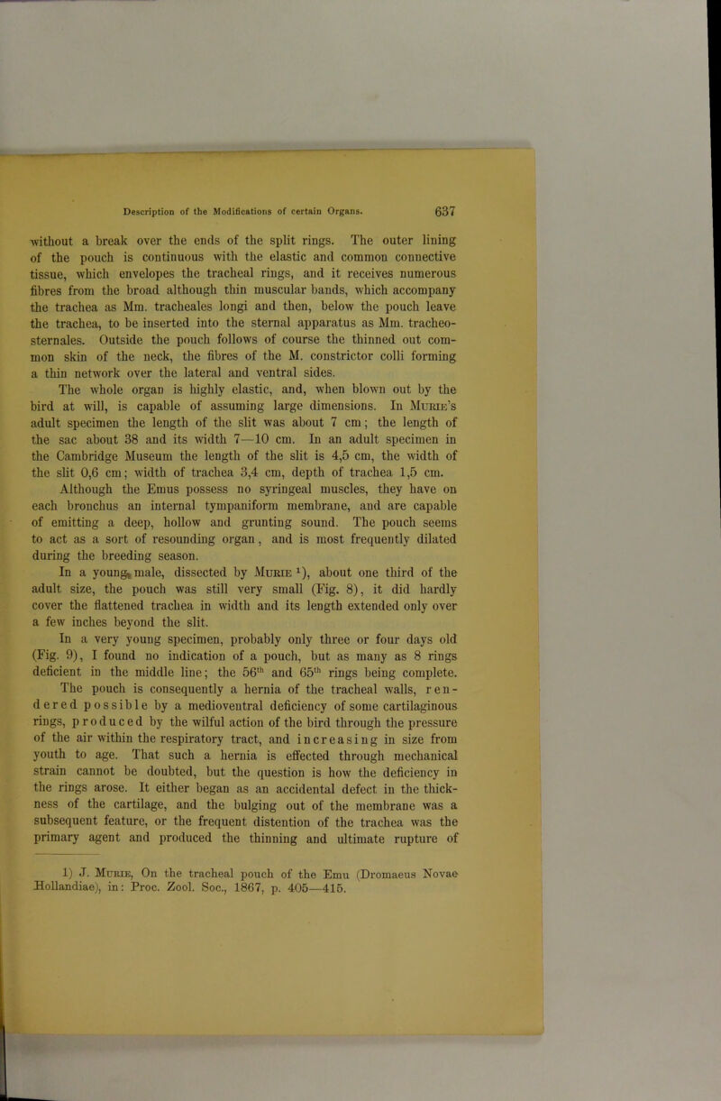 ■without a break over the ends of the split rings. The outer lining of the pouch is continuous with the elastic and common connective tissue, which envelopes the tracheal rings, and it receives numerous fibres from the broad although thin muscular bands, which accompany the trachea as Mm. tracheales longi and then, below the pouch leave the trachea, to be inserted into the sternal apparatus as Mm. tracheo- sternales. Outside the pouch follows of course the thinned out com- mon skin of the neck, the fibres of the M. constrictor colli forming a thin network over the lateral and ventral sides. The whole organ is highly elastic, and, when blown out by the bird at will, is capable of assuming large dimensions. In Murie’s adult specimen the length of the slit was about 7 cm; the length of the sac about 38 and its width 7—10 cm. In an adult specimen in the Cambridge Museum the length of the slit is 4,5 cm, the width of the slit 0,6 cm; width of trachea 3,4 cm, depth of trachea 1,5 cm. Although the Emus possess no syringeal muscles, they have on each bronchus an internal tympaniform membrane, and are capable of emitting a deep, hollow and grunting sound. The pouch seems to act as a sort of resounding organ, and is most frequently dilated during the breeding season. In a young* male, dissected by Murie x), about one third of the adult size, the pouch was still very small (Fig. 8), it did hardly cover the flattened trachea in width and its length extended only over a few inches beyond the slit. In a very young specimen, probably only three or four days old (Fig. 9), I found no indication of a pouch, but as many as 8 rings deficient in the middle line; the 56th and 65th rings being complete. The pouch is consequently a hernia of the tracheal walls, ren- dered possible by a medioveutral deficiency of some cartilaginous rings, produced by the wilful action of the bird through the pressure of the air within the respiratory tract, and increasing in size from youth to age. That such a hernia is effected through mechanical strain cannot be doubted, but the question is how the deficiency in the rings arose. It either began as an accidental defect in the thick- ness of the cartilage, and the bulging out of the membrane was a subsequent feature, or the frequent distention of the trachea was the primary agent and produced the thinning and ultimate rupture of 1) J. Murie, On the tracheal pouch of the Emu (Dromaeus Novae Hollandiae), in: Proc. Zool. Soc., 1867, p. 405—415.