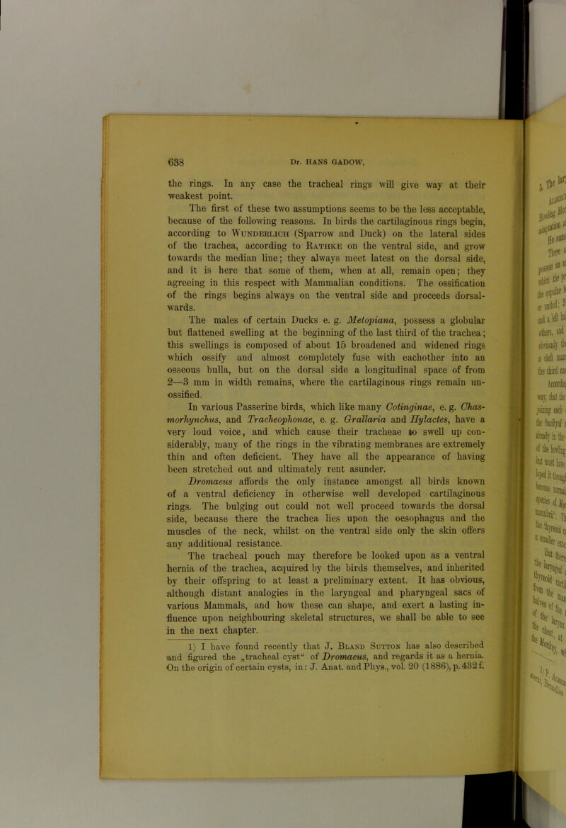 the rings. In any case the tracheal rings will give way at their weakest point. The first of these two assumptions seems to be the less acceptable, because of the following reasons. In birds the cartilaginous rings begin, according to Wunderlich (Sparrow and Duck) on the lateral sides of the trachea, according to Rathke on the ventral side, and grow towards the median line; they always meet latest on the dorsal side, and it is here that some of them, when at all, remain open; they agreeiug in this respect with Mammalian conditions. The ossification of the rings begins always on the ventral side and proceeds dorsal- wards. The males of certain Ducks e. g. Metopiana, possess a globular but flattened swelling at the beginning of the last third of the trachea; this swellings is composed of about 15 broadened and widened rings which ossify and almost completely fuse with eachother into an osseous bulla, but on the dorsal side a longitudinal space of from 2—3 mm in width remains, where the cartilaginous rings remain un- ossified. In various Passerine birds, which like many Cotinginae, e. g. Ghas- morhynchus, and Tracheoplionae, e. g. Grallaria and Hylactes, have a very loud voice, and which cause their tracheae to swell up con- siderably, many of the rings in the vibrating membranes are extremely thin and often deficient. They have all the appearance of having been stretched out and ultimately rent asunder. Dromaeus affords the only instance amongst all birds known of a ventral deficiency in otherwise well developed cartilaginous rings. The bulging out could not well proceed towards the dorsal side, because there the trachea lies upon the oesophagus and the muscles of the neck, whilst on the ventral side only the skin offers any additional resistance. The tracheal pouch may therefore be looked upon as a ventral hernia of the trachea, acquired by the birds themselves, and inherited by their offspring to at least a preliminary extent. It has obvious, although distant analogies in the laryngeal and pharyngeal sacs of various Mammals, and how these can shape, and exert a lastiug in- fluence upon neighbouring skeletal structures, we shall be able to see in the next chapter. 1) I have found recently that J. Bland Sutton has also described and figured the „tracheal cystu of Dromaeus, and regards it as a hernia. On the origin of certain cysts, in: J. Anat. andPhys., vol. 20 (1886), p.432 f.