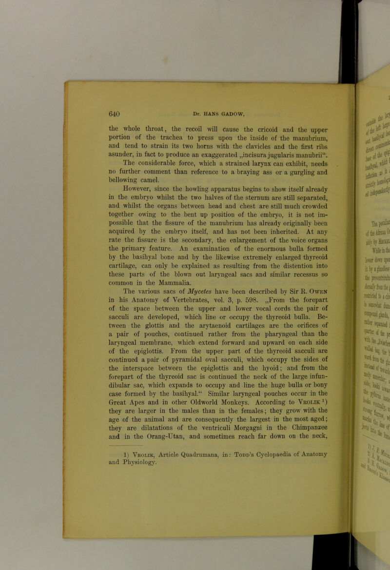the whole throat, the recoil will cause the cricoid and the upper portion of the trachea to press upon the inside of the manubrium, and tend to strain its two horns with the clavicles and the first ribs asunder, in fact to produce an exaggerated „incisura jugularis manubrii“. The considerable force, which a strained larynx can exhibit, needs no further comment than reference to a braying ass or a gurgling and bellowing camel. How-ever, since the howling apparatus begins to show itself already in the embryo whilst the two halves of the sternum are still separated, and whilst the organs between head and chest are still much crowded together owing to the bent up position of the embryo, it is not im- possible that the fissure of the manubrium has already originally beeu acquired by the embryo itself, and has not been inherited. At any rate the fissure is the secondary, the enlargement of the voice organs the primary feature. An examination of the enormous bulla formed by the basihyal bone and by the likewise extremely enlarged thyreoid cartilage, can only be explained as resulting from the distention into these parts of the blown out laryngeal sacs and similar recessus so common in the Mammalia. The various sacs of Mycetes have been described by Sir R. Owen in his Anatomy of Vertebrates, vol. 3, p. 598. „From the forepart of the space between the upper and lower vocal cords the pair of sacculi are developed, which line or occupy the thyreoid bulla. Be- tween the glottis and the arytaenoid cartilages are the orifices of a pair of pouches, continued rather from the pharyngeal than the laryngeal membrane, which extend forward and upward on each side of the epiglottis. From the upper part of the thyreoid sacculi are continued a pair of pyramidal oval sacculi, which occupy the sides of the interspace between the epiglottis and the hyoid; and from the forepart of the thyreoid sac is continued the neck of the large infun- dibular sac, wrhich expands to occupy and line the huge bulla or bony case formed by the basihyal.“ Similar laryngeal pouches occur in the Great Apes and in other Old world Monkeys. According to Vrolik:1) they are larger in the males than in the females; they grow with the age of the animal and are consequently the largest in the most aged; they are dilatations of the ventriculi Morgagni in the Chimpanzee and in the Orang-Utan, and sometimes reach far down on the neck, 1) Vrolik, Article Quadrumana, in: Todd’s Cyclopaedia of Anatomy and Physiology.