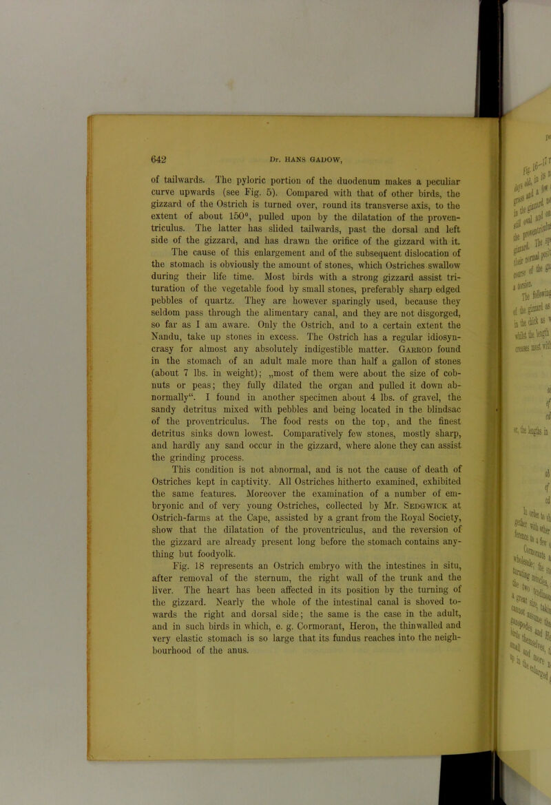 of tailwards. The pyloric portion of the duodenum makes a peculiar curve upwards (see Fig. 5). Compared with that of other birds, the gizzard of the Ostrich is turned over, round its transverse axis, to the extent of about 150°, pulled upon by the dilatation of the proven- triculus. The latter has slided tailwards, past the dorsal and left side of the gizzard, and has drawn the orifice of the gizzard with it. The cause of this enlargement and of the subsequent dislocation of the stomach is obviously the amount of stones, which Ostriches swallow during their life time. Most birds with a strong gizzard assist tri- turation of the vegetable food by small stones, preferably sharp edged pebbles of quartz. They are however sparingly used, because they seldom pass through the alimentary canal, and they are not disgorged, so far as I am aware. Only the Ostrich, and to a certain extent the Nandu, take up stones in excess. The Ostrich has a regular idiosyn- crasy for almost any absolutely indigestible matter. Gakrod found in the stomach of an adult male more than half a gallon of stones (about 7 lbs. in weight); „most of them were about the size of cob- nuts or peas; they fully dilated the organ and pulled it down ab- normally“. I found in another specimen about 4 lbs. of gravel, the sandy detritus mixed with pebbles and being located in the blindsac of the proventriculus. The food rests on the top, and the finest detritus sinks down lowest. Comparatively few stones, mostly sharp, and hardly any sand occur in the gizzard, where alone they can assist the grinding process. This condition is not abnormal, and is not the cause of death of Ostriches kept in captivity. All Ostriches hitherto examined, exhibited the same features. Moreover the examination of a number of em- bryonic and of very young Ostriches, collected by Mr. Sedgwick at Ostrich-farms at the Cape, assisted by a grant from the Royal Society, show that the dilatation of the proventriculus, and the reversion of the gizzard are already present long before the stomach contains any- thing but foodyolk. Fig. 18 represents an Ostrich embryo with the intestines in situ, after removal of the sternum, the right wall of the trunk and the liver. The heart has been atfected in its position by the turning of the gizzard. Nearly the whole of the intestinal canal is shoved to- wards the right and dorsal side; the same is the case in the adult, and in such birds in which, e. g. Cormorant, Heron, the thinwalled and very elastic stomach is so large that its fundus reaches into the neigh- bourhood of the anus.