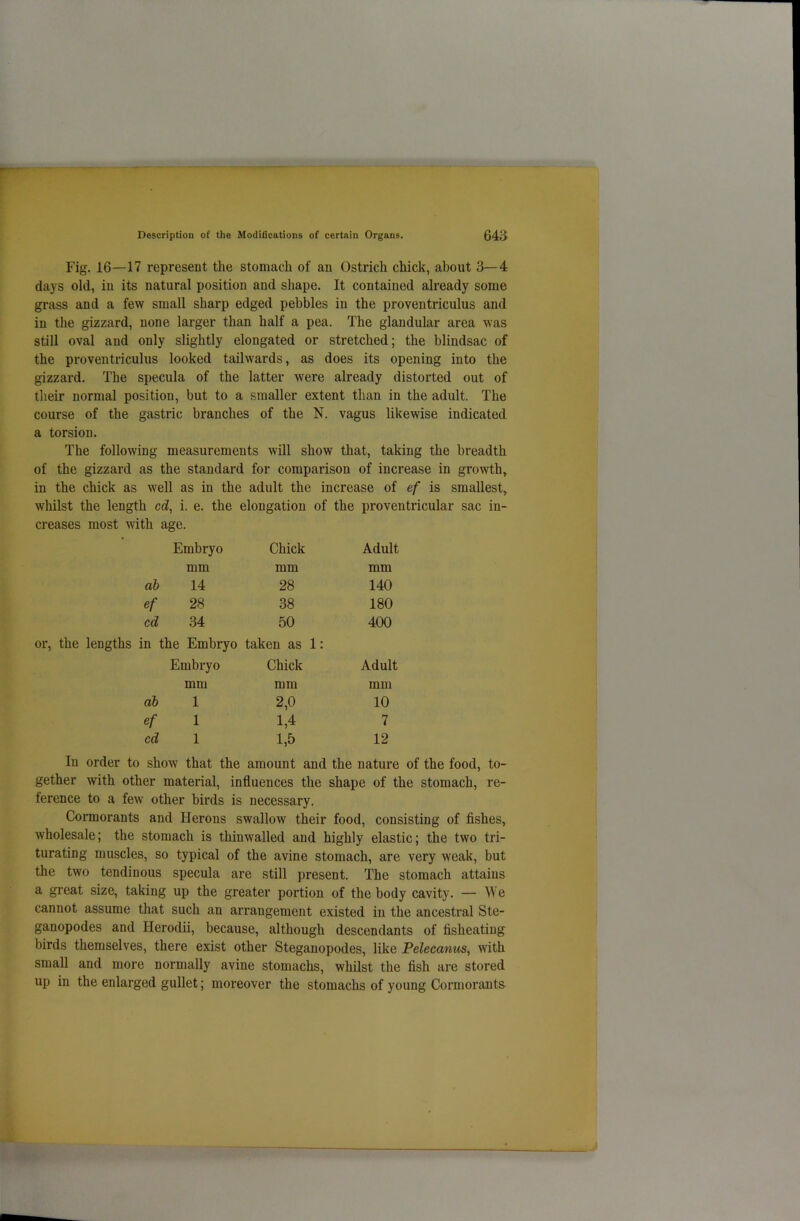 Fig. 16—17 represent the stomach of an Ostrich chick, about 3—4 days old, in its natural position and shape. It contained already some grass and a few small sharp edged pebbles in the proventriculus and in the gizzard, none larger than half a pea. The glandular area was still oval and only slightly elongated or stretched; the blindsac of the proventriculus looked tailwards, as does its opening into the gizzard. The specula of the latter were already distorted out of their normal position, but to a smaller extent than in the adult. The course of the gastric branches of the N. vagus likewise indicated a torsion. The following measurements will show that, taking the breadth of the gizzard as the standard for comparison of increase in growth, in the chick as well as in the adult the increase of ef is smallest, whilst the length cd, i. e. the elongation of the proventricular sac in- creases most with age. Embryo Chick Adult mm mm mm ab 14 28 140 ef 28 38 180 cd 34 50 400 the lengths in the Embryo taken as 1: Embryo Chick Adult mm mm mm ab 1 2,0 10 ef 1 1,4 7 cd 1 1,5 12 In order to show that the amount and the nature of the food, to- gether with other material, influences the shape of the stomach, re- ference to a few other birds is necessary. Cormorants and Herons swallow their food, consisting of fishes, wholesale; the stomach is thinwalled and highly elastic; the two tri- turating muscles, so typical of the avine stomach, are very weak, but the two tendinous specula are still present. The stomach attains a great size, taking up the greater portion of the body cavity. — We cannot assume that such an arrangement existed in the ancestral Ste- ganopodes and Herodii, because, although descendants of fisheating birds themselves, there exist other Steganopodes, like Pelecanus, with small and more normally avine stomachs, whilst the fish are stored up in the enlarged gullet; moreover the stomachs of young Cormorants