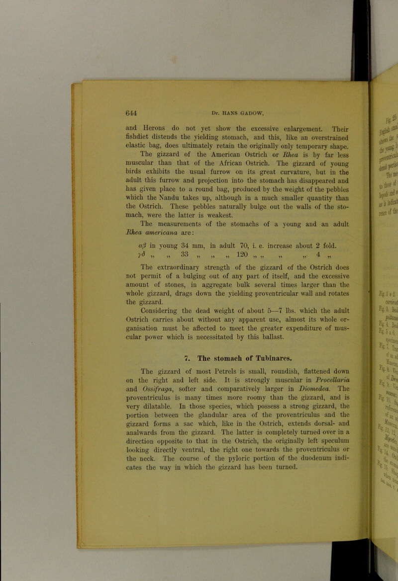 and Herons do not yet show the excessive enlargement. Their fishdiet distends the yielding stomach, and this, like an overstrained elastic bag, does ultimately retain the originally only temporary shape. The gizzard of the American Ostrich or Rhea is by far less muscular than that of the African Ostrich. The gizzard of young birds exhibits the usual furrow on its great curvature, but in the adult this furrow and projection into the stomach has disappeared and has given place to a round bag, produced by the weight of the pebbles which the Nandu takes up, although in a much smaller quantity than the Ostrich. These pebbles naturally bulge out the walls of the sto- mach, were the latter is weakest. The measurements of the stomachs of a young and an adult Rhea americana are: a/S in young 34 mm, in adult 70, i. e. increase about 2 fold. 7^ 55 55 ,, ,, ,, 120 ,, ,, ,, ,, 4 ,, The extraordinary strength of the gizzard of the Ostrich does not permit of a bulging out of any part of itself, and the excessive amount of stones, in aggregate bulk several times larger than the whole gizzard, drags down the yielding proventricular wall and rotates the gizzard. Considering the dead weight of about 5—7 lbs. which the adult Ostrich carries about without any apparent use, almost its whole or- ganisation must be affected to meet the greater expenditure of mus- cular power which is necessitated by this ballast. 7. The stomach of Tubinares. The gizzard of most Petrels is small, roundish, flattened down on the right and left side. It is strongly muscular in Procellaria and Ossifraga, softer and comparatively larger in Dioniedea. The proventriculus is many times more roomy than the gizzard, and is very dilatable. In those species, which possess a strong gizzard, the portion between the glandular area of the proventriculus and the gizzard forms a sac which, like in the Ostrich, extends dorsal- and analwards from the gizzard. The latter is completely turned over in a direction opposite to that in the Ostrich, the originally left speculum looking directly ventral, the right one towards the proventriculus or the neck. The course of the pyloric portion of the duodenum indi- cates the way in which the gizzard has been turned.