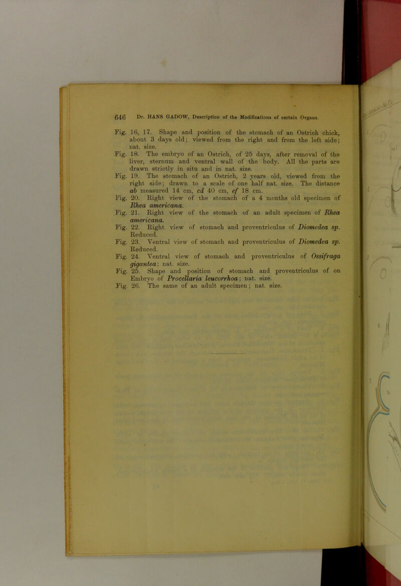 046 Dr. HANS GADOW, Description of the Modifications of certain Organs. Pig. 16, 17. Shape and position of the stomach of an Ostrich chick, about 3 days old; viewed from the right and from the left side; nat. size. Fig. 18. The embryo of an Ostrich, of 25 days, after removal of the liver, sternum and ventral wall of the body. All the parts are drawn strictly in situ and in nat. size. Fig. 19. The stomach of an Ostrich, 2 years old, viewed from the right side; drawn to a scale of one half nat. size. The distance ab measured 14 cm, cd 40 cm, ef 18 cm. Fig. 20. Right view of the stomach of a 4 months old specimen of Rhea americana. Fig. 21. Right view of the stomach of an adult specimen of Rhea americana. Fig. 22. Right view of stomach and proventriculus of Diomedea sp. Reduced. Fig. 23. Ventral view of stomach and proventriculus of Diomedea sp. Reduced. Fig. 24. Ventral view of stomach and proventriculus of Ossifraga gigantea; nat. size. Fig. 25. Shape and position of stomach and proventriculus of on Embryo of Procellaria leucorrhoa\ nat. size. Fig. 26. The same of an adult specimen; nat. size.