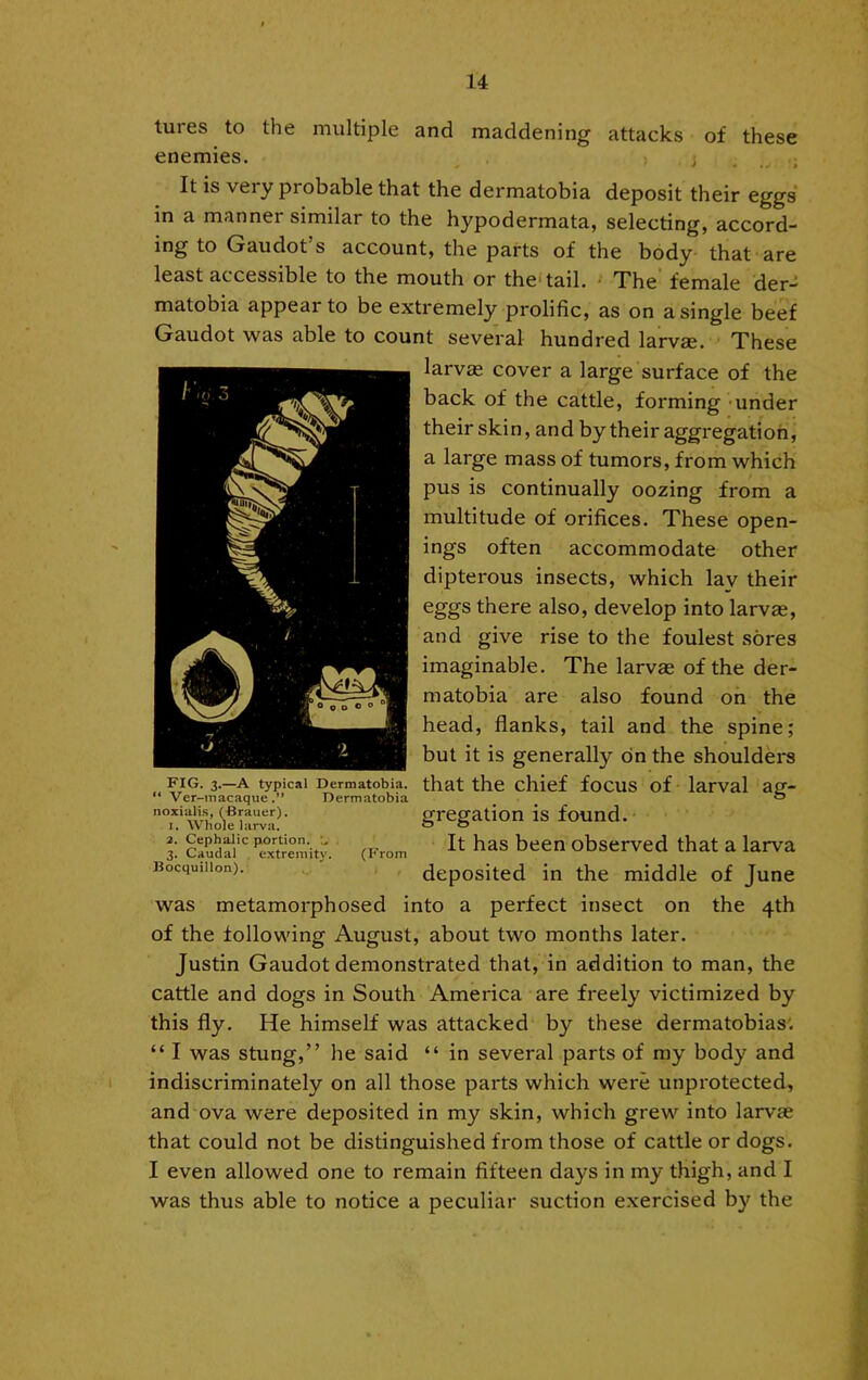 tures to the multiple and maddening attacks of these enemies. j ; It is very probable that the dermatobia deposit their eggs in a manner similar to the hypodermata, selecting, accord- ing to Gaudot s account, the parts of the body- that are least accessible to the mouth or the* tail. • The female der-* matobia appear to be extremely prolific, as on a single beef Gaudot was able to count several hundred larvae. These larvae cover a large surface of the back of the cattle, forming -under their skin, and by their aggregation, a large mass of tumors, from which pus is continually oozing from a multitude of orifices. These open- ings often accommodate other dipterous insects, which lay their eggs there also, develop into larvae, and give rise to the foulest sores imaginable. The larvae of the der- matobia are also found on the head, flanks, tail and the spine; but it is generally on the shoulders that the chief focus of larval ag- gregation is found. It has been observed that a larva deposited in the middle of June was metamorphosed into a perfect insect on the 4th of the following August, about two months later. Justin Gaudot demonstrated that, in addition to man, the cattle and dogs in South America are freely victimized by this fly. He himself was attacked by these dermatobias'. “ I was stung,” he said “ in several parts of my body and indiscriminately on all those parts which were unprotected, and ova were deposited in my skin, which grew into larvas that could not be distinguished from those of cattle or dogs. I even allowed one to remain fifteen days in my thigh, and I was thus able to notice a peculiar suction exercised by the FIG. 3.—A typical Dermatobia. “ Ver-macaque.” Dermatobia noxiali.s, (Brauer). 1. Whole larva. 2. Cephalic portion. . 3. Caudal , extremity. (From Bocquillon).