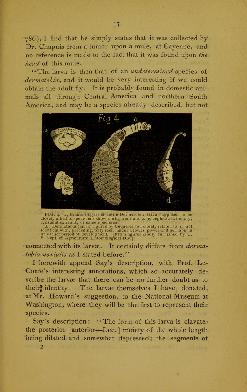 '786), I find that he simply states that it was collected by Dr. Chapuis from a tumor upon a mule, at Cayenne, and no reference is made to the fact that it was found upon the head of this mule. “The larva is then that of an undetermined species of dermatobia, and it would be very interesting if we could obtain the adult fly. It is probably found in domestic ani- mals all through Central America and northern South America, and may be a species already described, but not FIG. 4.—«, Braaier’s figfure of entire Dermatobiii Iiifva Supposed to be closely allied to specimens shown in figures i and 2. b,, cephalic extremity; c, caudal extremity of same specimen. d. Dermatobia (larva) figured by Coquerel and closely related to, if not identical with, preceding, only seen under a lower power and perhaps in an e.irlier period of development. [From figures kindly furnished by U. S. Dept, of Agriculture, Entomological DivTj connected with its larvae. It certainly differs from derma- tobia noxialis as I stated before.” I herewith append Say’s description, with Prof. Le- Conte’s interesting annotations, which so accurately de- scribe the larvae that there can be no further doubt as to theirj identity. The larvae themselves I have donated, at Mr. Howard’s suggestion, to the National Museum at Washington, where they will be the first to represent their species. Say’s description: “The form of this larva is clavate> the posterior [anterior—Lee.] moiety of the whole length being dilated and somewhat depressed; the segments of 2