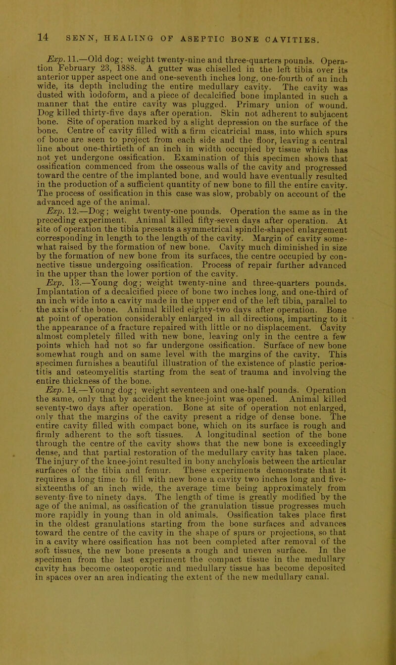 Exp. 11.—Old dog; weight twenty-nine and three-quarters pounds. Opera- tion February 23, 1888. A gutter was chiselled in the left tibia over its anterior upper aspect one and one-seventh inches long, one-fourth of an inch wide, its depth including the entire medullary cavity. The cavity was dusted with iodoform, and a piece of decalcified bone implanted in such a manner that the entire cavity was plugged. Primary union of wound. Dog killed thirty-five days after operation. Skin not adherent to subjacent bone. Site of operation marked by a slight depression on the surface of the bone. Centre of cavity filled with a firm cicatricial mass, into which spurs of bone are seen to project from each side and the floor, leaving a central line about one-thirtieth of an inch in width occupied by tissue which has not yet undergone ossification. Examination of this specimen shows that ossification commenced from the osseous walls of the cavity and progressed toward the centre of the implanted bone, and would have eventually resulted in the production of a sufficient quantity of new bone to fill the entire cavity. The process of ossification in this case was slow, probably on account of the advanced age of the animal. Exp. 12.—Dog; weight twenty-one pounds. Operation the same as in the preceding experiment. Animal killed fifty-seven days after operation. At site of operation the tibia presents a symmetrical spindle-shaped enlargement corresponding in length to the length of the cavity. Margin of cavity some- what raised by the formation of new bone. Cavity much diminished in size by the formation of new bone from its surfaces, the centre occupied by con- nective tissue undergoing ossification. Process of repair further advanced in the upper than the lower portion of the cavity. Exp. 13.—Young dog; weight twenty-nine and three-quarters pounds. Implantation of a decalcified piece of bone two inches long, and one-third of an inch wide into a cavity made in the upper end of the left tibia, parallel to the axis of the bone. Animal killed eighty-two days after operation. Bone at point of operation considerably enlarged in all directions, imparting to it the appearance of a fracture repaired with little or no displacement. Cavity almost completely filled with new bone, leaving only in the centre a few points which had not so far undergone ossification. Surface of new bone somewhat rough and on same level with the margins of the cavity. This specimen furnishes a beautiful illustration of the existence of plastic perios- titis and osteomyelitis starting from the seat of trauma and involving the entire thickness of the bone. Exp.X'^.—Young dog; weight seventeen and one-half pounds. Operation the same, only that by accident the knee-joint was opened. Animal killed seventy-two days after operation. Bone at site of operation not enlarged, only that the margins of the cavity present a ridge of dense bone. The entire cavity filled with compact bone, which on its surface is rough and firmly adherent to the soft tissues. A longitudinal section of the bone through the centre of the cavity shows that the new bone is exceedingly dense, and that partial restoration of the medullary cavity has taken place. The injury of the knee-joint resulted in bony anchylosis between the articular surfaces of the tibia and femur. These experiments demonstrate that it requires a long time to fill with new bone a cavity two inches long and five- sixteenths of an inch wide, the average time being approximately from seventy-five to ninety days. The length of time is greatly modified by the age of the animal, as ossification of the granulation tissue progresses much more rapidly in young than in old animals. Ossification takes j)lace first in the oldest granulations starting from the bone surfaces and advances toward the centre of the cavity in the shape of spurs or projections, so that in a cavity where ossification has not been completed after removal of the soft tissues, the new bone presents a rough and uneven surface. In the specimen from the last experiment the compact tissue in the medullary cavity has become osteoporotic and medullary tissue has become deposited in spaces over an area indicating the extent of the new medullary canal.