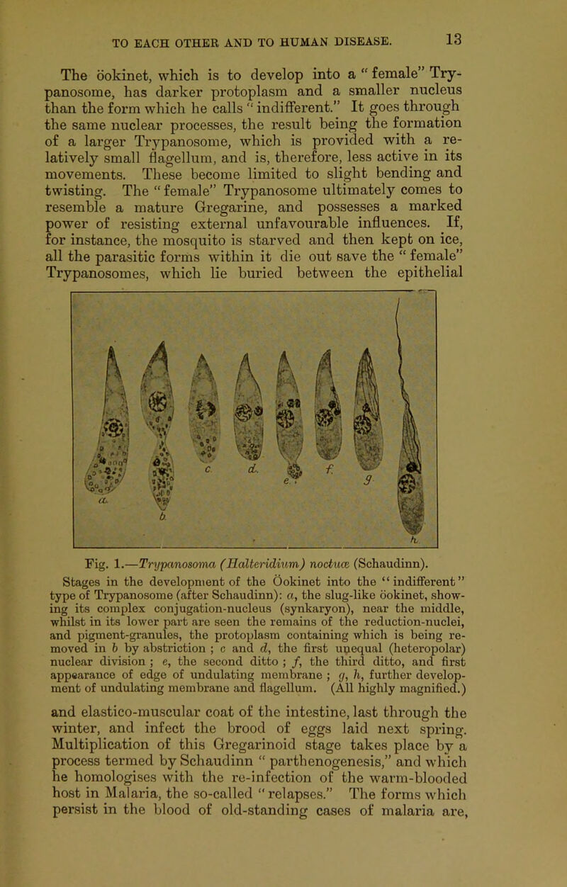 The ookinet, which is to develop into a “ female” Try- panosome, has darker protoplasm and a smaller nucleus than the form which he calls “ indifferent.” It goes through the same nuclear processes, the result being the formation of a larger Trypanosome, which is provided with a re- latively small flagellum, and is, therefore, less active in its movements. These become limited to slight bending and twisting. The “ female” Trypanosome ultimately comes to resemble a mature Gregarine, and possesses a marked power of resisting external unfavourable influences. If, for instance, the mosquito is starved and then kept on ice, all the parasitic forms within it die out save the “ female” Trypanosomes, which lie buried between the epithelial Fig. 1.—Trypanoscniia (Hcdteridium) noctuce (Schauclinn). Stages in the development of the Ookinet into the “indifferent” type of Trypanosome (after Schaudinn): a, the slug-like ookinet, show- ing its complex conjugation-nucleus (synkaryon), near the middle, whilst in its lower part are seen the remains of the reduction-nuclei, and pigment-granules, the protoplasm containing which is being re- moved in b by abstriction ; c and d, the first upequal (heteropolar) nuclear division ; e, the second ditto ; /, the third ditto, and first appearance of edge of undulating membrane ; g, h, further develop- ment of undulating membrane and flagellum. (All highly magnified.) and elastico-muscular coat of the intestine, last through the winter, and infect the brood of eggs laid next spring. Multiplication of this Gregarinoid stage takes place by a process termed by Schaudinn “ parthenogenesis,” and which he homologises with the re-infection of the warm-blooded host in Malaria, the so-called “ relapses.” The forms which persist in the blood of old-standing cases of malaria are.