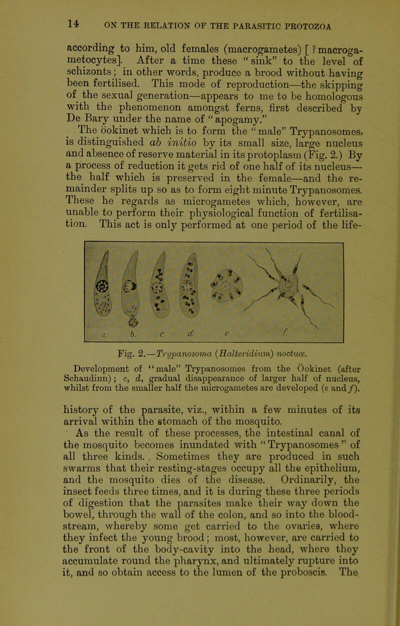 according to him, old females (macrogametes) [ ? macroga- metocytes]. After a time these “sink” to the level of schizonts; in other words, produce a brood without having been fertilised. This mode of reproduction—the skipping of the sexual generation—appears to me to be homologous with the phenomenon amongst ferns, first described by De Bary under the name of “ apogamy.” The bokinet which is to form the “ male” Trypanosomes, is distinguished ah initio by its small size, large nucleus and absence of reserve material in its protoplasm (Fig. 2.) By a process of reduction it gets rid of one half of its nucleus— the half which is preserved in the female—and the re- mainder splits up so as to form eight minute Trypanosomes. These he regards as microgametes which, however, are unable to perform their physiological function of fertilisa- tion. This act is only performed at one period of the life- Fig. 2.—Trypanosoma (Halteridmm) noctiws. Development of “male” Trypanosomes from the Ookinet (after Schaudinn); c, d, gradual disappearance of larger half of nucleus, whilst from the smaller half the microgametes are developed (e and /). history of the parasite, viz., within a few minutes of its arrival within the stomach of the mosquito. As the result of these processes, the intestinal canal of the mosquito becomes inundated with “ Trypanosomes ” of all three kinds. Sometimes they are produced in such swarms that their resting-stages occupy all the epithelium, and the mosquito dies of the disease. Ordinarily, the insect feeds three times, and it is during these three periods of digestion that the parasites make their way down the bowel, through the wall of the colon, and so into the blood- stream, whereby some get carried to the ovaries, where they infect the young brood; most, however, are carried to the front of the body-cavity into the head, where they accumulate round the pharynx, and ultimately rupture into it, and so obtain access to the lumen of the proboscis. The