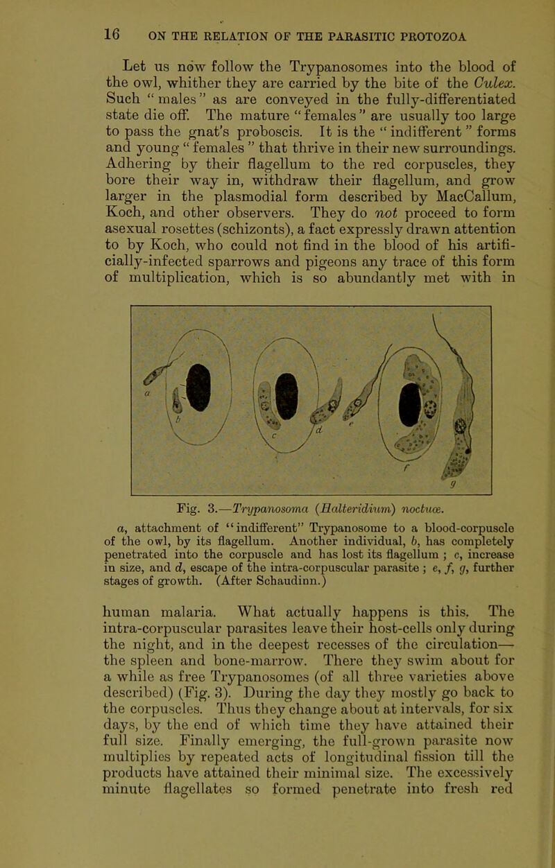 Let US now follow the Trypanosomes into the blood of the owl, whither they are carried by the bite of the Culex. Such “ males ” as are conveyed in the fully-differentiated state die off. The mature “ females ” are usually too large to pass the gnat’s proboscis. It is the “ indifferent ” forms and young “ females ” that thrive in their new surroundings. Adhering by their flagellum to the red corpmscles, they bore their way in, withdraw their flagellum, and grow larger in the plasmodial form described by MacCallum, Koch, and other observers. They do not proceed to form asexual rosettes (schizonts), a fact expressly drawn attention to by Koch, who could not find in the blood of his artifi- cially-infected sparrows and pigeons any trace of this form of multiplication, which is so abundantly met with in a, attachment of “indifferent” Trypanosome to a blood-corpuscle of the owl, by its flagellum. Another individual, 6, has completely penetrated into the corpuscle and has lost its flagellum ; c, increase in size, and d, escape of the intra-corpuscular parasite ; e, /, g, further stages of growth. (After Schaudinn.) human malaria. What actually happens is this. The intra-corpuscular parasites leave their host-cells only during the night, and in the deepest recesses of the circulation— the spleen and bone-marrow. There the}'^ swim about for a while as free Trypanosomes (of all three varieties above described) (Fig. 3). During the day they mostly go back to the corpuscles. Thus they change about at intervals, for six days, by the end of which time they have attained their full size. Finally emerging, the full-grown parasite now multiplies by repeated acts of longitudinal fission till the products have attained their minimal size. The excessively minute flagellates so formed penetrate into fresh red