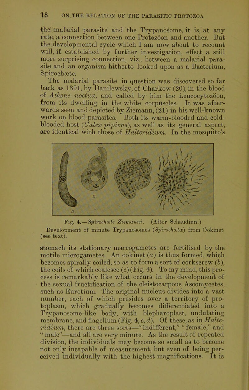 ^he malarial parasite and the Trypanosome, it is, at any rate, a connection between one Protozoon and another. But the developmental cycle which I am now about to recount will, if established by further investigation, effect a still more surprising connection, viz., between a malarial pai’a- site and an organism hitherto looked upon as a Bacterium, Spirochsete. The malarial parasite in question was discovered so far back as 1891, by Banilewsky, of Charkow (20), in the blood of Athene noctua, and called by him the Leucocytozoon, from its dwelling in the white corpuscles. It was after- wards seen and depicted by Ziemann, (21) in his well-known work on blood-parasites. Both its warm-blooded and cold- blooded host (Gulex 'pi'piens), as well as its general aspect, are identical with those of Halteridiuni. In the mosquito’s Fig. 4.—Spirochcefe Ziemanni. (After Schaudinn.) Development of minute Trypanosomes (Spirochceke) from Ookinet (see text). stomach its stationary macrogametes are fertilised by the motile microgametes. An ookinet (a) is thus formed, which becomes spirally coiled, so as to form a sort of corkscrew (6), the coils of which coalesce (c) (Fig. 4). To my mind, this pro- cess is remarkably like what occurs in the development of the sexual fructification of the cleistocarpous Ascomycetes, such as Eurotium. The original nucleus divides into a vast number, each of which presides over a territory of pro- toplasm, which gradually becomes differentiated into a Trypanosome-like body, with blepharoplast, undulating membrane, and flagellum (Fig. 4, c, d). Of these, as in Halte- ridium, there are three sorts—“ indifferent,” “ female,” and “ male”—and all are very minute. As the result of repeated division, the individuals may become so small as to become not only incapable of measurement, but even of being per- ceived individually with the highest magnifications. It is