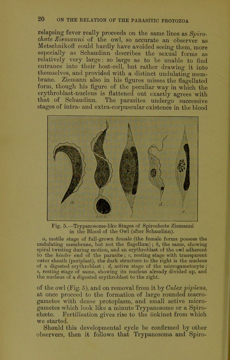 relapsing fever really proceeds on the same lines as Spiro- chcete Ziemanni of the owl, so accurate an observer as Metschnikofl could hardly have avoided seeing them, more especially as Schaudinn describes the sexual forms as relatively very large: so large as to be unable to find entrance into their host-cell, but rather drawing it into themselves, and provided with a distinct undulating mem- brane. Ziemann also in his figures misses the flagellated form, though his figure of the peculiar way in which the erythroblast-nucleus is flattened out exactly agrees with that of Schaudinn. The parasites undergo successive stages of intra- and extra-corpuscular existence in the blood Fig. 6.—Trypanosome-like Stages of Spirochmte Ziemanni in the Blood of the Owl (after Schaudinn). a, motile stage of full-grown female (the female forms possess the undulating membrane, but not the flagellum); b, the same, showuig spiral twisting during motion, and an erythroblast of the owl adherent to the hinder end of the parasite ; c, resting stage with transparent outer sheath (periplast), the dark structure to the right is the nucleus of a digested erythroblast ; d, active sbige of the microgametocyte ; e, resting stage of same, showing its nucleus already divided up, and the nucleus of a digested erythroblast to the right. of the owl (Fig. 5), and on removal from it by Gulex pipiens, at once proceed to the formation of large i*ounded macro- gametes with dense protoplasm, and small active mici'o- gametes which look like a minute Trypanosome or a Spiro- chfete. Fertilisation gives rise to the bokinet from which we started. Should this developmental cycle be confirmed by other observers, then it follows that Trypanosoma and Spiro-