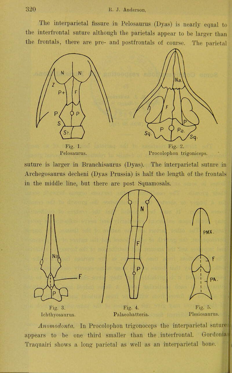 The interparietal fissure in Pelosaurus (Dyas) is nearly equal to the interfrontal suture although the parietals appear to be larger than the frontals, there are pre- and postfrontals of course. The parietal Fig. 1. Pelosaurus. suture is larger in Branchisaurus (Dyas). The interparietal suture in Archegosaurus decheni (Dyas Prussia) is half the length of the frontals in the middle line, but there are post Squamosals. PMX. Fig. 5. Plesiosaurus. Anomodonta. In Procolophon trigonoceps the interparietal suture appears to be one third smaller than the interfrontal. Gordonia Traquairi shows a long parietal as well as an interparietal bone.