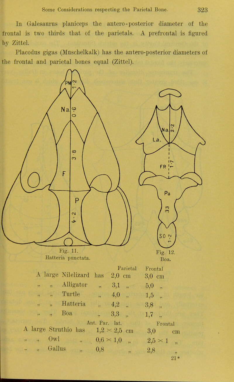 In Galesaurus planiceps the antero-posterior diameter of the frontal is two thirds that of the parietals. A prefrontal is figured by Zittel. Placodus gigas (Musclielkalk) has the antero-posterior diameters of the frontal and parietal bones equal (Zittel). Parietal A large Nilelizard lias 2,0 cm ,. „ Alligator „ 3,1 „ „ Turtle „ 4,0 ,. „ „ Hatteria „ 4,2 „ „ Boa „ 3,3 „ Ant. Par. lat. large Struthio lias 1,2 x 2,5 cm ,, Owl 0,6xio „ ,, Gallus o 00 F rontal 3.0 cm 5.0 „ 1,5 , 3,8 „ 1.7 „ Frontal 3.0 cm 2,5xl „ 2.8 21*