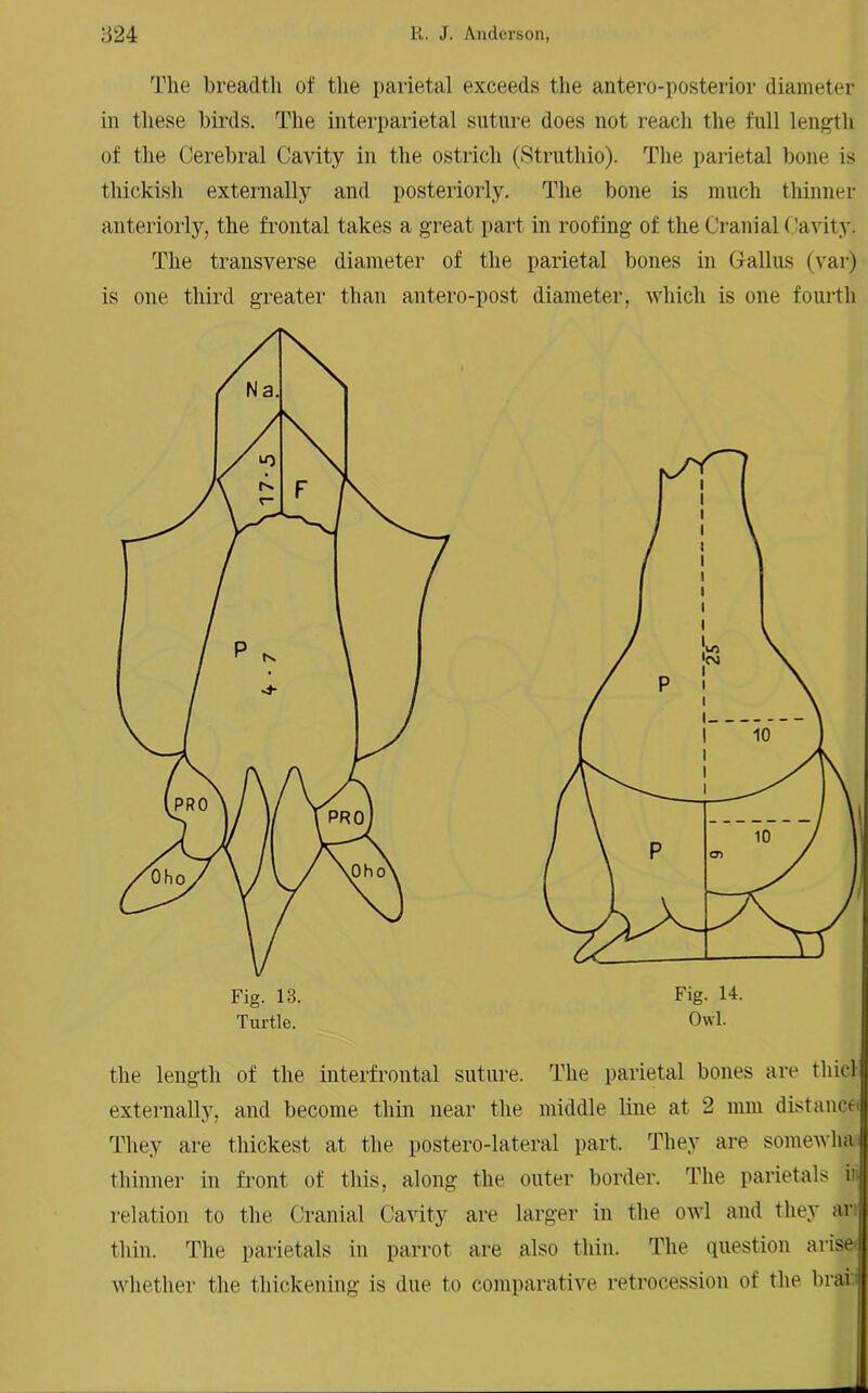 The breadth of the parietal exceeds the antero-posterior diameter in these birds. The interparietal suture does not reach the full length of the Cerebral Cavity in the ostrich (Struthio). The parietal bone is thickish externally and posteriorly. The bone is much thinner anteriorly, the frontal takes a great part in roofing of the Cranial (lavity. The transverse diameter of the parietal bones in (talius (var) is one third greater than antero-post diameter, which is one fourth Fig. 13. Turtle. the length of the interfrontal suture. The parietal bones are thiol externally, and become thin near the middle line at 2 mm distance They are thickest at the postero-lateral part. They are somewha thinner in front of this, along the outer border. The parietals in relation to the Cranial Cavity are larger in the owl and they ar, thin. The parietals in parrot are also thin. The question arise whether the thickening is due to comparative retrocession of the brai'