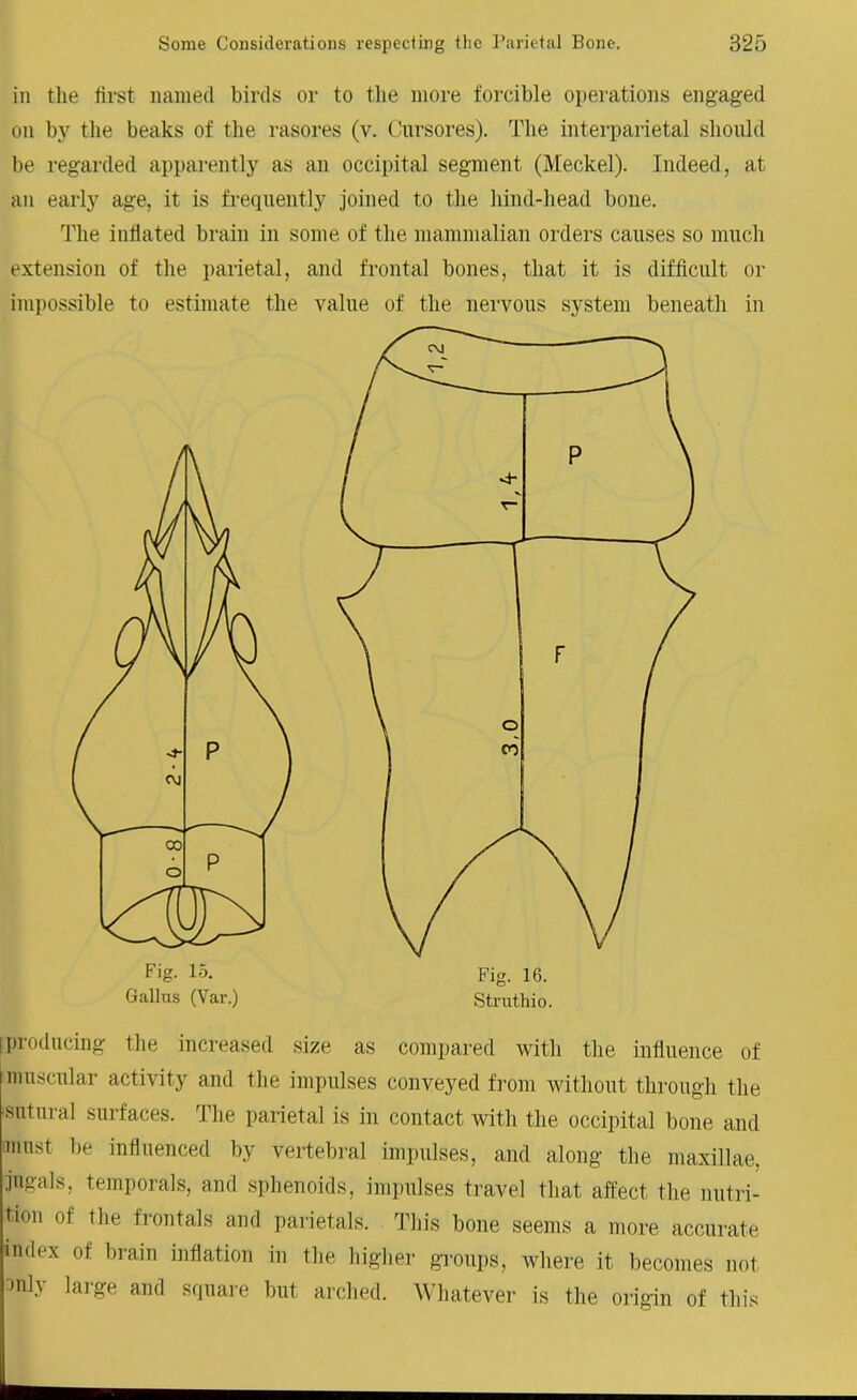 in the first named birds or to the more forcible operations engaged on by the beaks of the rasores (v. Cursores). The interparietal should be regarded apparently as an occipital segment (Meckel). Indeed, at an early age, it is frequently joined to the hind-head bone. The inflated brain in some of the mammalian orders causes so much extension of the parietal, and frontal bones, that it is difficult or impossible to estimate the value of the nervous system beneath in Gallus (Var.) Strnthio. I Producing the increased size as compared with the influence of muscular activity and the impulses conveyed from without through the •sutural surfaces. The parietal is in contact with the occipital bone and must be influenced by vertebral impulses, and along the maxillae, jugals, temporals, and sphenoids, impulses travel that affect the nutri- tion of the frontals and parietals. This bone seems a more accurate index of brain inflation in the higher groups, where it becomes not 3nh large and square but arched. Whatever is the origin of this
