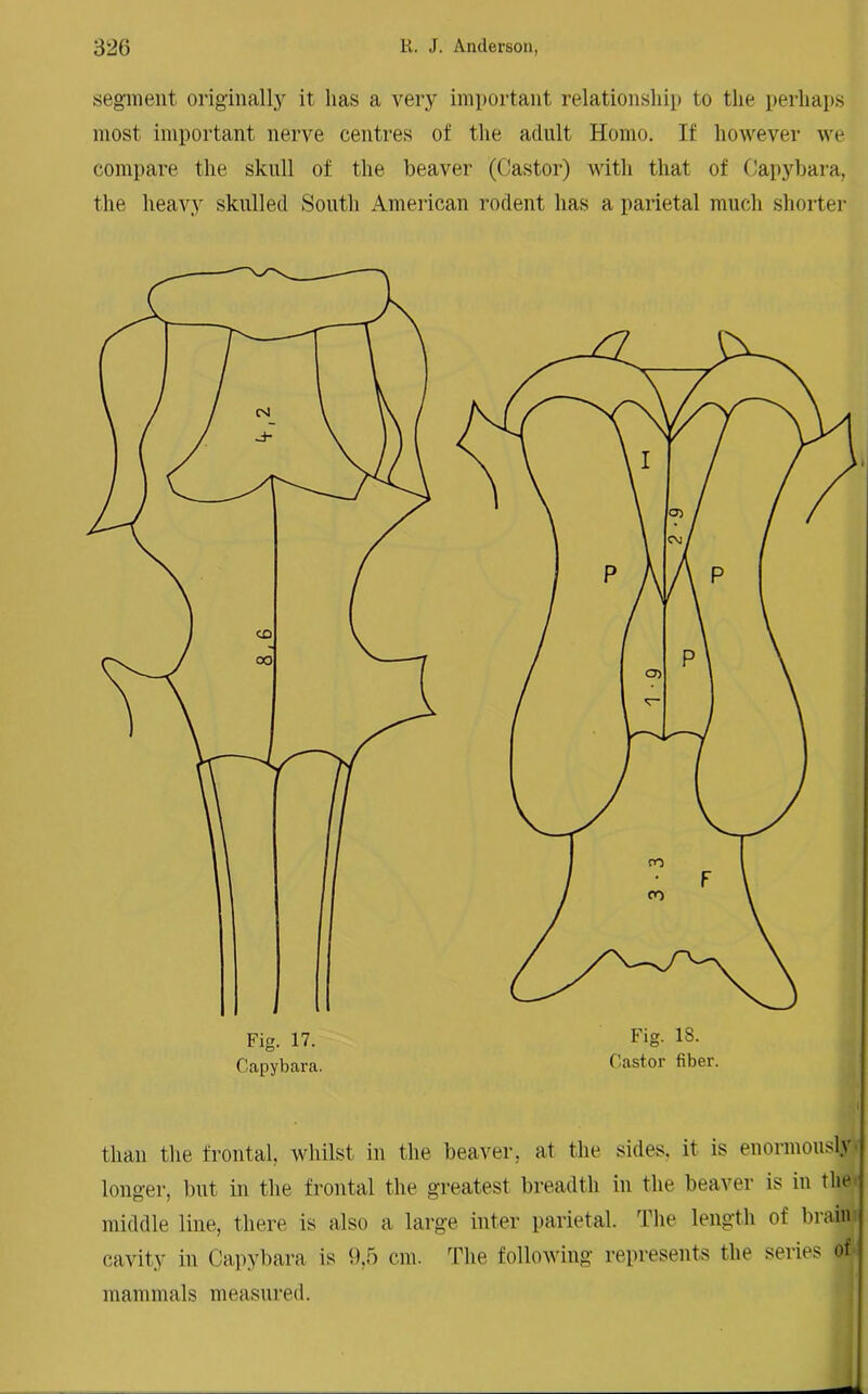 segment originally it lias a very important relationship to the perhaps most important nerve centres of the adult Homo. If however we compare the skull of the beaver (Castor) with that of Capybara, the heavy skulled South American rodent has a parietal much shorter