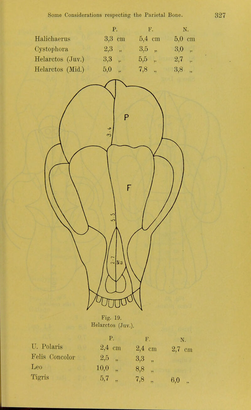 P. F. N. Halichaerus 3,3 cm 5,4 cm 5.0 cm Cystophora 2,3 „ 3,5 ,. 3,0 ,. Helarctos (Juv.) 3,3 ,. 5,5 ,. 2,7 ,. Helarctos (Mid.) 5,0 ,. 7,8 „ 3,8 „ Fig. 19. Helarctos (Juv.) 1. P. F. N. U. Polaris 2,4 cm 2,4 cm 2,7 cm Felis Concolor 2,5 „ 3,3 Leo o o' v-H 00 cc Tigris 5,7 „ 7,8 „ 0,0 „