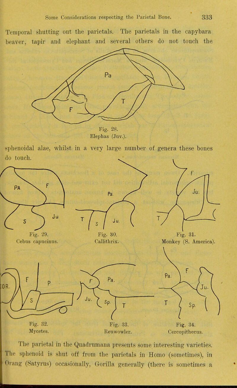 Temporal shutting out the parietals. The parietals in the capybara beaver, tapir and elephant and several others do not touch the sphenoidal alae, whilst in a very large number of genera these bones do touch. Callithrix.