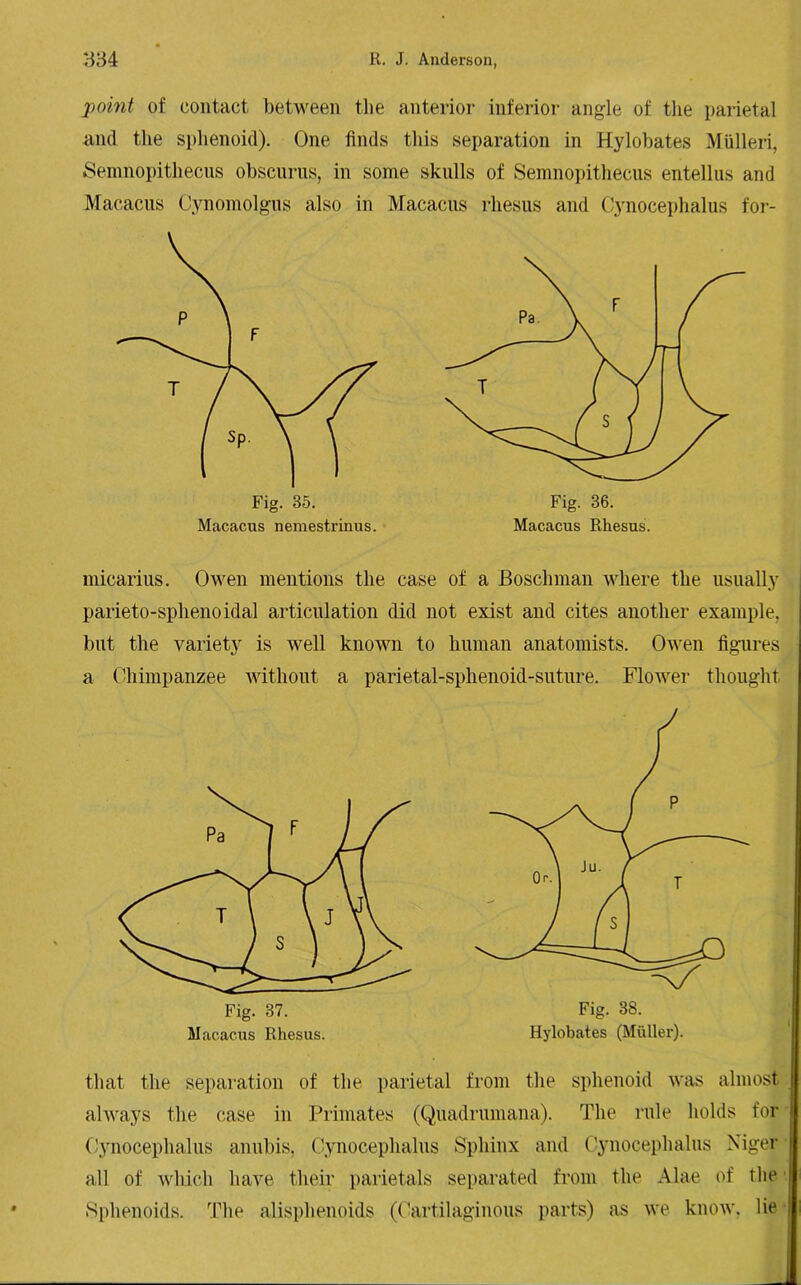 point of contact between the anterior inferior angle of the parietal and the sphenoid). One finds this separation in Hylobates Mulleri, Semnopithecus obscurus, in some skulls of Semnopithecus entellus and Macacus Cynomolgus also in Macacus rhesus and Cynocephalus for- Fig. 36. Macacus Rhesus. micarius. Owen mentions the case of a Boschman where the usually parieto-sphenoidal articulation did not exist and cites another example, but the variety is well known to human anatomists. Owen figures a Chimpanzee without a parietal-sphenoid-suture. Flower thought Fig. 37. Macacus Rhesus. Fig. 38. Hylobates (Muller). that the separation of the parietal from the sphenoid was almost always the case in Primates (Quadrumana). The rule holds for Cynocephalus anubis, Cynocephalus Sphinx and Cynocephalus Niger all of which have their parietals separated from the Alae of the j Sphenoids. The alisphenoids (Cartilaginous parts) as we know, lie 1