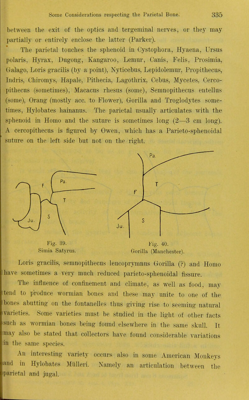 between the exit of the optics and tergeminal nerves, or the}' may partially or entirely enclose the latter (Parker). The parietal touches the sphenoid in Cystophora, Hyaena, Ursus polaris, Hyrax, Dugong, Kangaroo, Lemur, Canis, Felis, Prosimia, Galago, Loris gracilis (by a point), Nyticebus, Lepidolemur, Propithecus, Indris, Cliiromys, Hapale, Pithecia, Lagothrix, Cebus, Mycetes, Cerco- pithecus (sometimes), Macacus rhesus (some), Senmopithecus entellus (some), Orang (mostly acc. to Flower), Gorilla and Troglodytes some- times, Hylobates hainanus. The parietal usually articulates witli the sphenoid in Homo and the suture is sometimes long (2—3 cm long). A cercopithecus is figured by Owen, which has a Parieto-sphenoidal suture on the left side but not on the right. Loris gracilis, semnopithecus leucoprymnns Gorilla (?) and Homo have sometimes a very much reduced parieto-sphenoidal fissure. The influence of confinement and climate, as well as food, may ! tend to produce wormian bones and these may unite to one of the bones abutting on the fontanelles thus giving rise to seeming natural varieties. Some varieties must be studied in the light of other facts ■such as wormian bones being found elsewhere in the same skull. It ma} also be stated that collectors have found considerable variations in the same species. An interesting variety occurs also in some American Monkeys and in Hylobates Mulleri. Namely an articulation between the parietal and jugal. Fig. 89. Simia Satyrus. Fig. 40. Gorilla (Manchester).