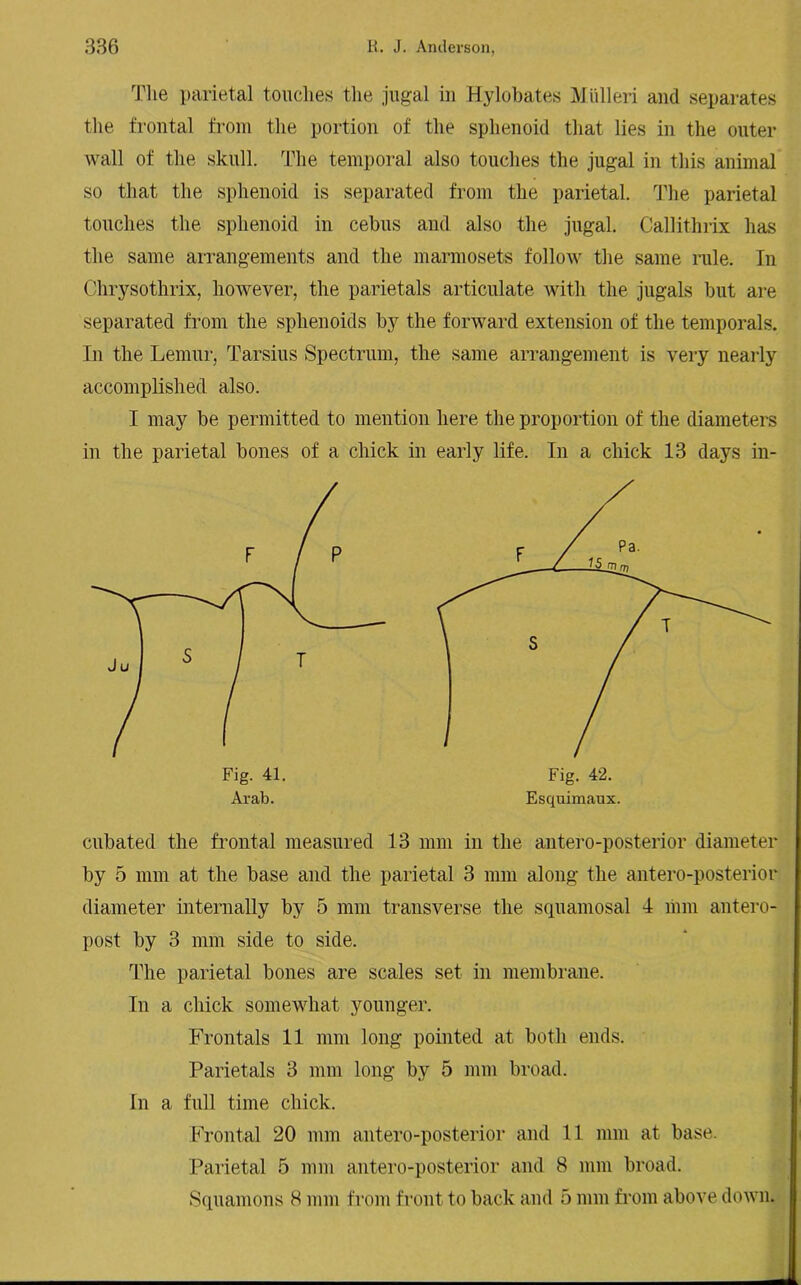 The parietal touches the jugal in Hylobates Miilleri and separates the frontal from the portion of the sphenoid that lies in the outer wall of the skull. The temporal also touches the jugal in this animal so that the sphenoid is separated from the parietal. The parietal touches the sphenoid in cebus and also the jugal. Callithrix has the same arrangements and the marmosets follow the same rule. In Chrysothrix, however, the parietals articulate with the jugals hut are separated from the sphenoids by the forward extension of the temporals. In the Lemur, Tarsius Spectrum, the same arrangement is very nearly accomplished also. I may he permitted to mention here the proportion of the diameters in the parietal hones of a chick in early life. In a chick 13 days in- Fig. 42. Esquimaux. cubated the frontal measured 13 mm in the antero-posterior diameter by 5 mm at the base and the parietal 3 mm along the antero-posterior diameter internally by 5 mm transverse the squamosal 4 mm antero- post by 3 mm side to side. The parietal bones are scales set in membrane. In a chick somewhat younger. Frontals 11 mm long pointed at both ends. Parietals 3 mm long by 5 mm broad. In a full time chick. Frontal 20 mm antero-posterior and 11 mm at base. Parietal 5 mm antero-posterior and 8 mm broad. Squamons 8 mm from front to back and 5 mm from above down.