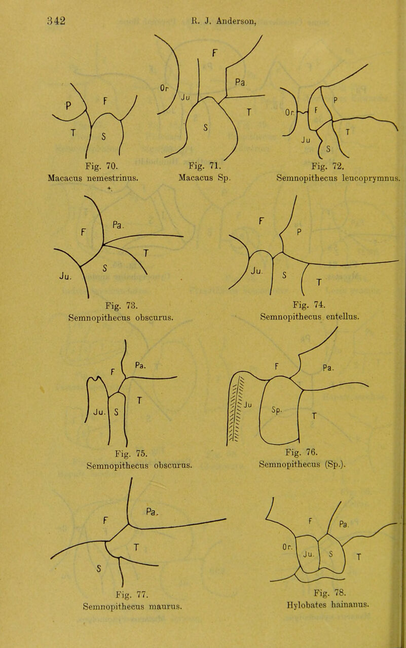Fig. 70. Macacus nemestrinus. Macacus Sp. Fig. 72. Semnopithecus leucoprymnus. Semnopithecus obscurus. Semnopithecns obscurus. Fig. 74. Semnopithecus entellus. Fig. 77. Semnopithecus maurns. Fig. 78. Hylobat.es hainanus.