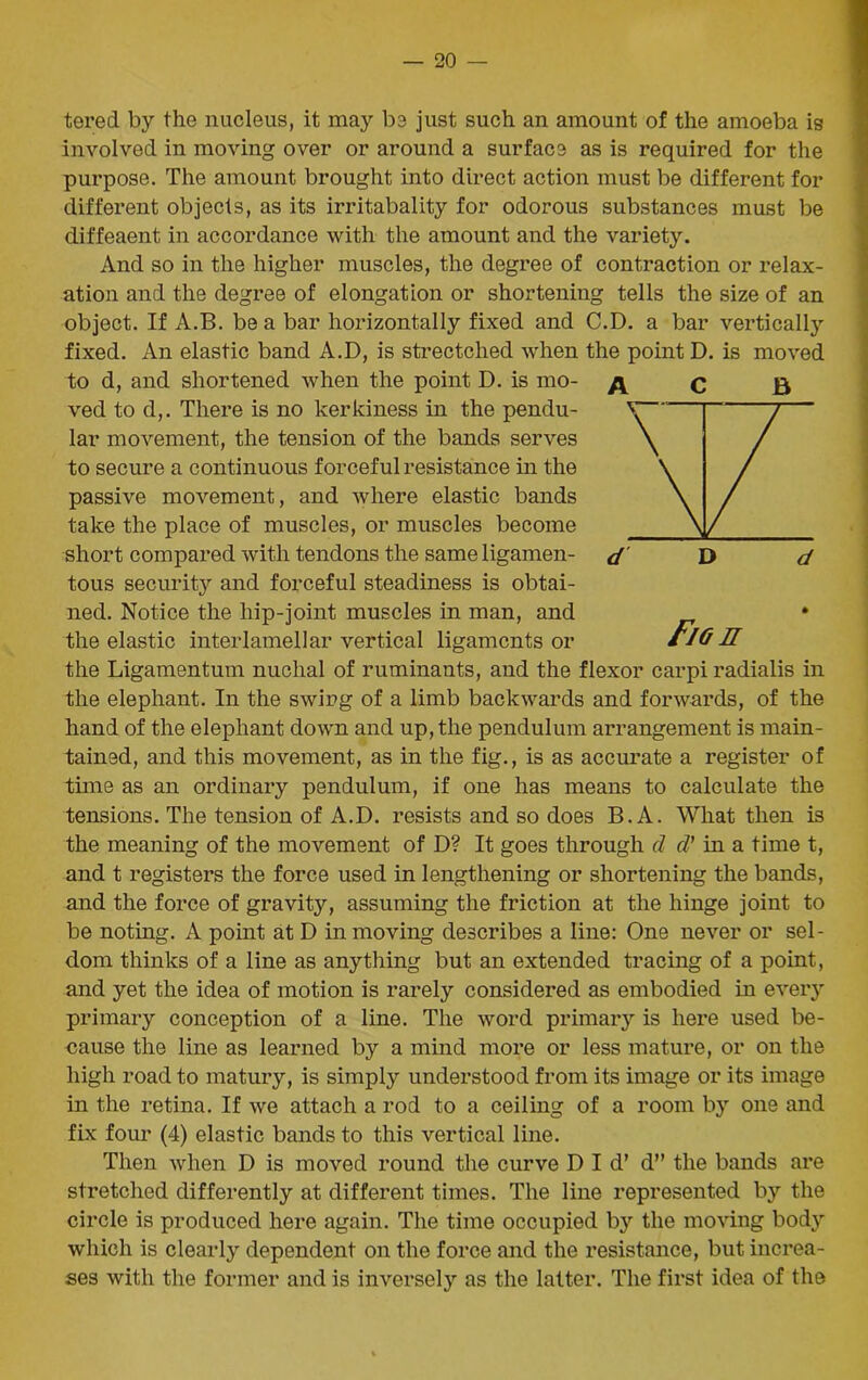 tered by the nucleus, it may be just such an amount of the amoeba is involved in moving over or around a surface as is required for the purpose. The amount brought into direct action must be different for different objects, as its irritabality for odorous substances must be diffeaent in accordance with the amount and the variety. And so in the higher muscles, the degree of contraction or relax- ation and the degree of elongation or shortening tells the size of an object. If A.B. be a bar horizontally fixed and C.D. a bar vertically fixed. An elastic band A.D, is strectched when the point D. is moved to d, and shortened when the point D. is mo- A C B ved to d,. There is no kerkiness in the pendu- lar movement, the tension of the bands serves to secure a continuous forceful resistance in the passive movement, and where elastic bands take the place of muscles, or muscles become short compared with tendons the same ligamen- tous security and forceful steadiness is obtai- ned. Notice the hip-joint muscles in man, and • the elastic interlamellar vertical ligaments or tlO E the Ligamentum nuchal of ruminants, and the flexor carpi radialis in the elephant. In the swing of a limb backwards and forwards, of the hand of the elephant down and up, the pendulum arrangement is main- tained, and this movement, as in the fig., is as accurate a register of time as an ordinary pendulum, if one has means to calculate the tensions. The tension of A.D. resists and so does B.A. What then is the meaning of the movement of D? It goes through cl cl' in a time t, and t registers the force used in lengthening or shortening the bands, and the force of gravit}^ assuming the friction at the hinge joint to be noting. A point at D in moving describes a line: One never or sel- dom thinks of a line as anything but an extended tracing of a point, and yet the idea of motion is rarely considered as embodied in every primary conception of a line. The word primary is here used be- cause the line as learned by a mind more or less mature, or on the high road to matury, is simply understood from its image or its image in the retina. If we attach a rod to a ceiling of a room by one and fix four (4) elastic bands to this vertical line. Then when D is moved round the curve Did’ d” the bands are stretched differently at different times. The line represented by the circle is produced here again. The time occupied b}r the moving body which is clearly dependent on the force and the resistance, but increa- ses with the former and is inversely as the latter. The first idea of the