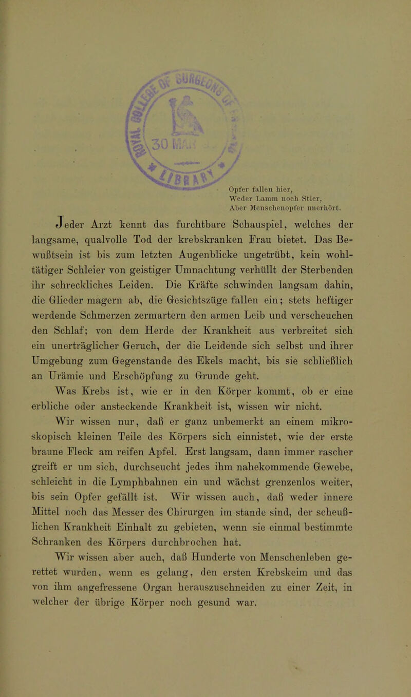 ' Opfer fallen hier, Weder Lamm noch Stier, Aber Menschenopfer unerhört. Jeder Arzt kennt das furchtbare Schauspiel, welches der langsame, qualvolle Tod der krebskranken Frau bietet. Das Be- wußtsein ist bis zum letzten Augenblicke ungetrübt, kein wohl- tätiger Schleier von geistiger Umnachtung verhüllt der Sterbenden ihr schreckliches Leiden. Die Kräfte schwinden langsam dahin, die Glieder magern ab, die Gesichtszüge fallen ein; stets heftiger werdende Schmerzen zermartern den armen Leib und verscheuchen den Schlaf; von dem Herde der Krankheit aus verbreitet sich ein unerträglicher Geruch, der die Leidende sich selbst und ihrer Umgehung zum Gegenstände des Ekels macht, bis sie schließlich an Urämie und Erschöpfung zu Grunde geht. Was Krebs ist, wie er in den Körper kommt, oh er eine erbliche oder ansteckende Krankheit ist, wissen wir nicht. Wir wissen nur, daß er ganz unbemerkt an einem mikro- skopisch kleinen Teile des Körpers sich einnistet, wie der erste braune Fleck am reifen Apfel. Erst langsam, dann immer rascher greift er um sich, durchseucht jedes ihm nahekommende Gewebe, schleicht in die Lymphbahnen ein und wächst grenzenlos weiter, bis sein Opfer gefällt ist. Wir Avissen auch, daß weder innere Mittel noch das Messer des Chirurgen im stände sind, der scheuß- lichen Krankheit Einhalt zu gebieten, wenn sie einmal bestimmte Schranken des Körpers durchbrochen hat. Wir wissen aber auch, daß Hunderte von Menschenleben ge- rettet wurden, wenn es gelang, den ersten Krebskeim und das von ihm angefressene Organ herauszuschneiden zu einer Zeit, in Avelcher der übrige Körper noch gesund war.