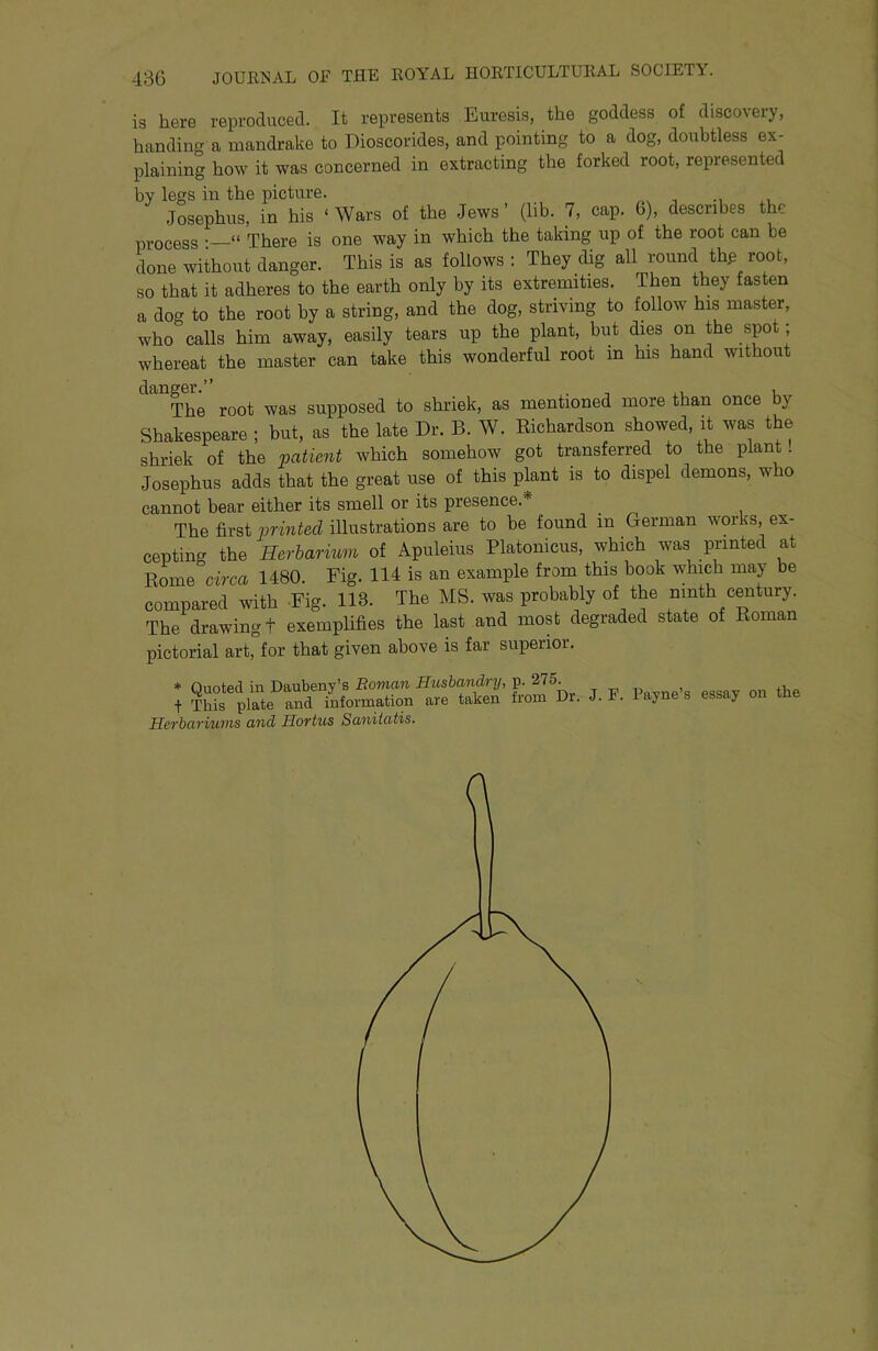 is here reproduced. It represents Euresis, the goddess of discovery, handing a mandrake to Dioscorides, and pointing to a dog, doubtless ex- plaining how it was concerned in extracting the forked root, represented by legs in the picture. Josephus, in his ‘Wars of the Jews’ (lib. 7, cap. G), describes the process • “ There is one way in which the taking up of the root can be done without danger. This is as follows : They dig all round thp root, so that it adheres to the earth only by its extremities. Then they fasten a dog to the root by a string, and the dog, striving to follow his master, who calls him away, easily tears up the plant, but dies on the spot; whereat the master can take this wonderful root in his hand without The root was suiiposed to shriek, as mentioned more than once by Shakespeare ; but, as the late Dr. B. W. Eichardson showed, it was the shriek of the patient which somehow got transferred to the plant! Josephus adds that the great use of this plant is to dispel demons, w o cannot bear either its smell or its presence. ^ The first printed illustrations are to be found in German works, ex- cepting the Herbarium of Apuleius Platonicus, which was printed at Borne circa 1480. Fig. 114 is an example from this book which may be compared with Fig. 113. The MS. was probably of the ninth century. The drawing t exemplifies the last and most degraded state of Roman pictorial art,°for that given above is far superior. * Quoted in Daubeny’s Boman Husbandry, p. 275. „ssav on the + This plate and information are taken from Dr. J. F. Payne s essay Herbariums and Hortus Saniiatis.