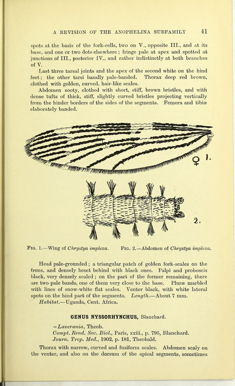 spots at the basis of the fork-cells, two on V., opposite III., and at its base, and one or two dots elsewhere; fringe pale at apex and spotted at junctions of III., posterior IV., and rather indistinctly at both branches of V. Last three tarsal joints and the apex of the second white on the hind feet; the other tarsi basally pale-banded. Thorax deep red brown, clothed with golden, curved, hair-like scales. Abdomen sooty, clothed with short, stiff, brown bristles, and with dense tufts of thick, stiff, slightly curved bristles projecting vertically from the hinder borders of the sides of the segments. Femora and tibiae elaborately banded. 2. Pig. 1.—Wing of Chrystya implexa. Pig. 2.—Abdomen of Chrystya implcxa. Head pale-grounded ; a triangular patch of golden fork-scales on the frons, and densely beset behind with black ones. Palpi and proboscis black, very densely scaled; on the part of the former remaining, there are two pale bands, one of them very close to the base. Plurae marbled with lines of snow-white flat scales. Venter black, with white lateral spots on the hind part of the segments. Length.—About 7 mm. Habitat.—Uganda, Cent. Africa. GENUS NYSSORHYNCHUS, Blanchard. =Laverania, Theob. Compt. Bend. Soc. Biol., Paris, xxiii., p. 795, Blanchard. Journ, Trop. Med., 1902, p. 181, Theobald. Thorax with narrow, curved and fusiform scales. Abdomen scaly on the venter, and also on the dorsum of the apical segments, sometimes