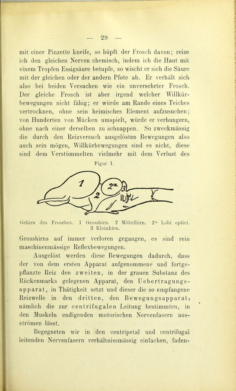 mit einer Pinzette kneife, so hüpft der Frosch davon; reize ich den gleichen Nerven chemisch, indem ich die Haut mit einem Tropfen Essigsäure betupfe, so wischt er sich die Säure mit der gleichen oder der andern Pfote ab. Er verhält sich also bei beiden Versuchen wie ein unversehrter Frosch. Der gleiche Frosch ist aber irgend welcher Willkür- bewegungen nicht fähig; er würde am Rande eines Teiches vertrocknen, ohne sein heimisches Element aufzusuchen; von Hunderten von Mücken umspielt, würde er verhungern, ohne nach einer derselben zu schnappen. So zweckmässig die durch den Reizversuch ausgelösten Bewegungen also auch sein mögen, Willkürbewegungen sind es nicht, diese sind dem Verstümmelten vielmehr mit dem Verlust des Figur 1. Gehirn des Frosches. 1 Grosshirn. 2 Mittelhirn. Lobi optici. 3 Kleinhirn. Grosshirns auf immer verloren gegangen, es sind rein maschinenmässige Reflexbewegungen. Ausgelöst werden diese Bewegungen dadurch, dass der von dem ersten Apparat aufgenommene und fortge- pflanzte Reiz den zweiten, in der grauen Substanz des Rückenmarks gelegenen Apparat, den Uebertragungs- apparat, in Thätigkeit setzt und dieser die so empfangene Reizwelle in den dritten, den Bewegungsapparat, nämlich die zur centrifugalen Leitung bestimmten, in den Muskeln endigenden motorischen Nervenfasern aus- strömen lässt. Begegneten wir in den centripetal und centrifugal leitenden Nervenfasern verhältnissmässig einfachen, faden-