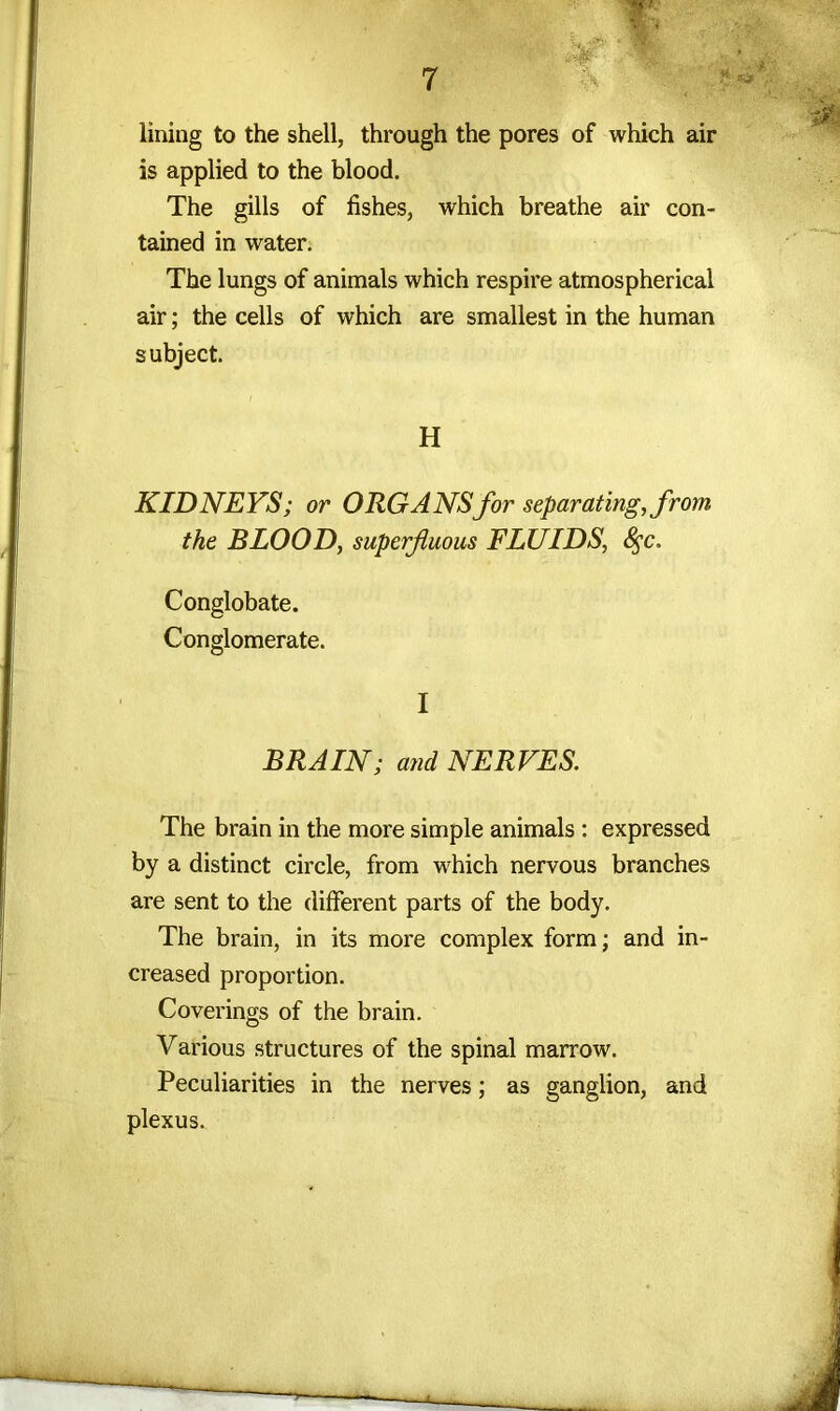 lining to the shell, through the pores of which air is applied to the blood. The gills of fishes, which breathe air con- tained in water. The lungs of animals which respire atmospherical air; the cells of which are smallest in the human subject. H KIDNEYS; or ORGANSfor separating, from the BLOOD, superfluous FLUIDS, fyc. Conglobate. Conglomerate. I BRAIN; and NERVES. The brain in the more simple animals : expressed by a distinct circle, from which nervous branches are sent to the different parts of the body. The brain, in its more complex form; and in- creased proportion. Coverings of the brain. Various structures of the spinal marrow. Peculiarities in the nerves; as ganglion, and plexus.